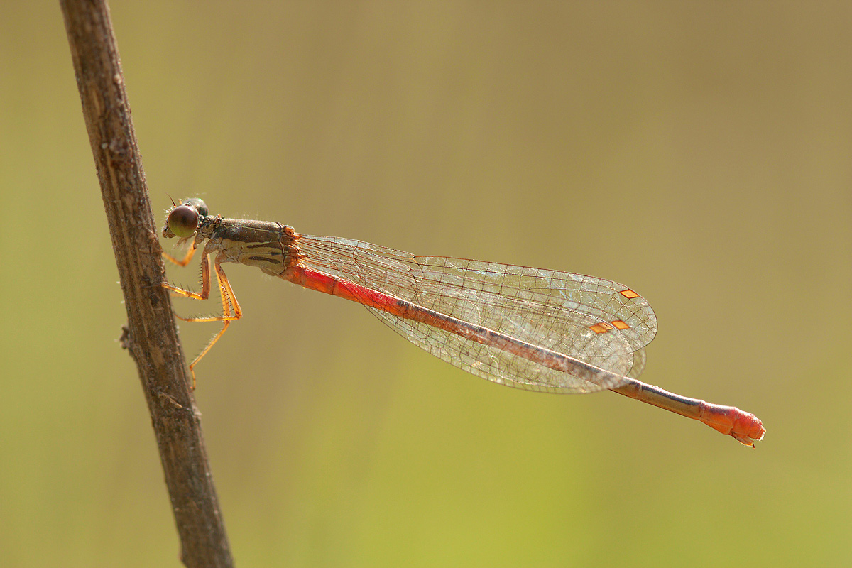Ceriagrion tenellum