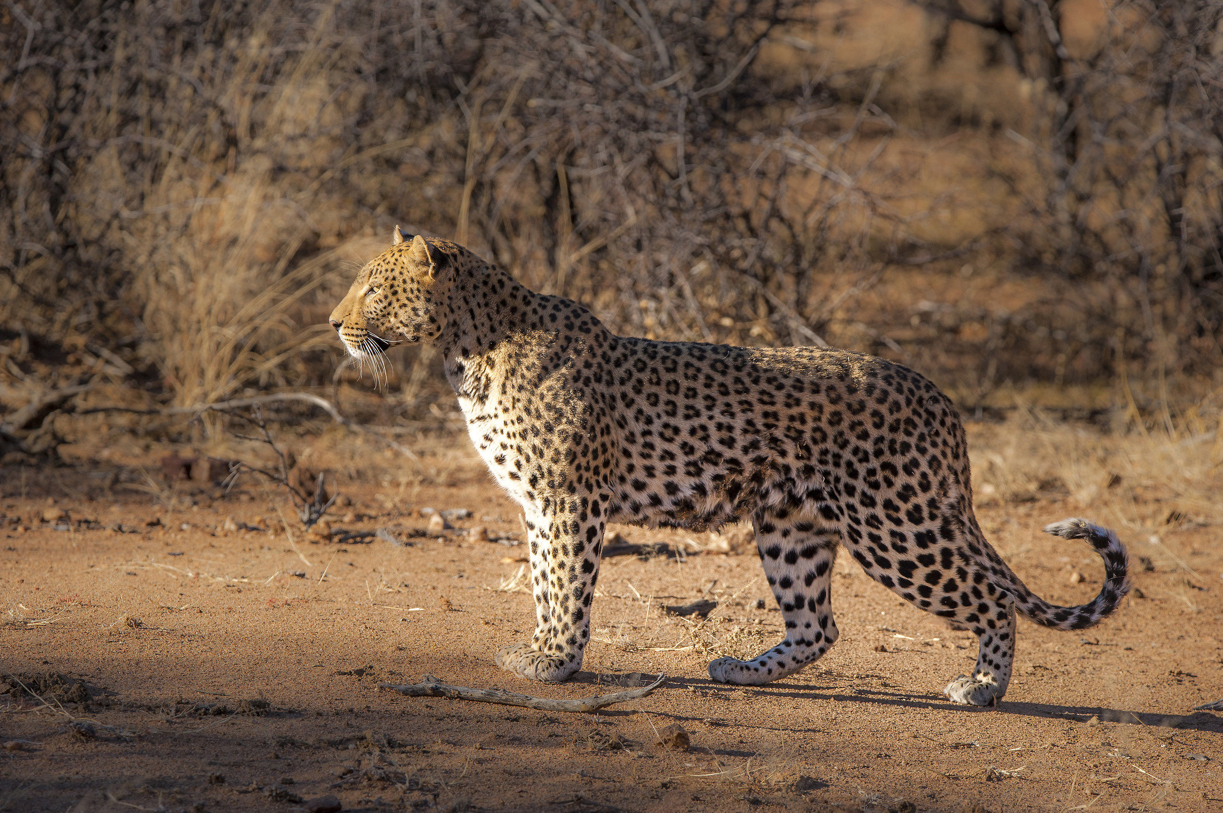 massima concentrazione