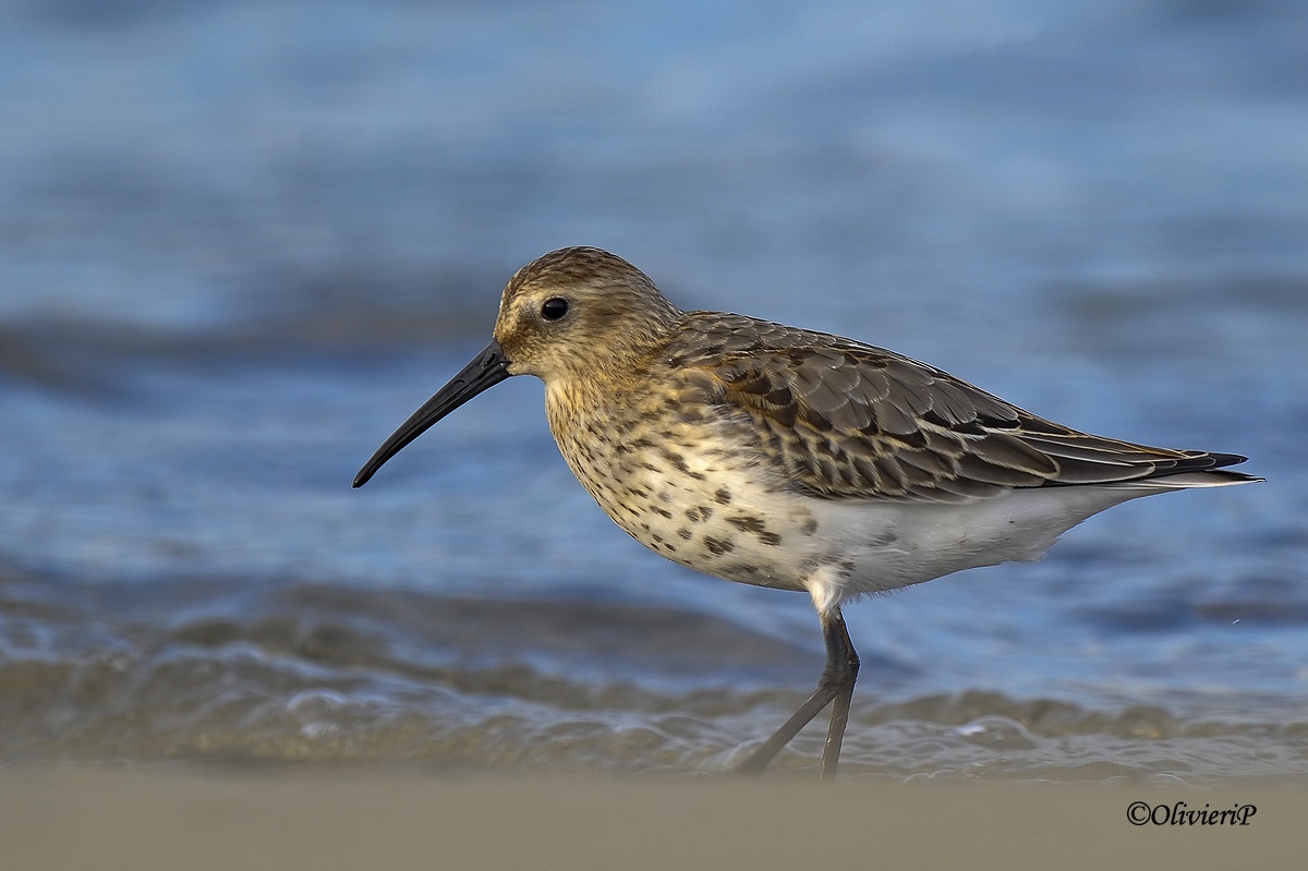 dunlin