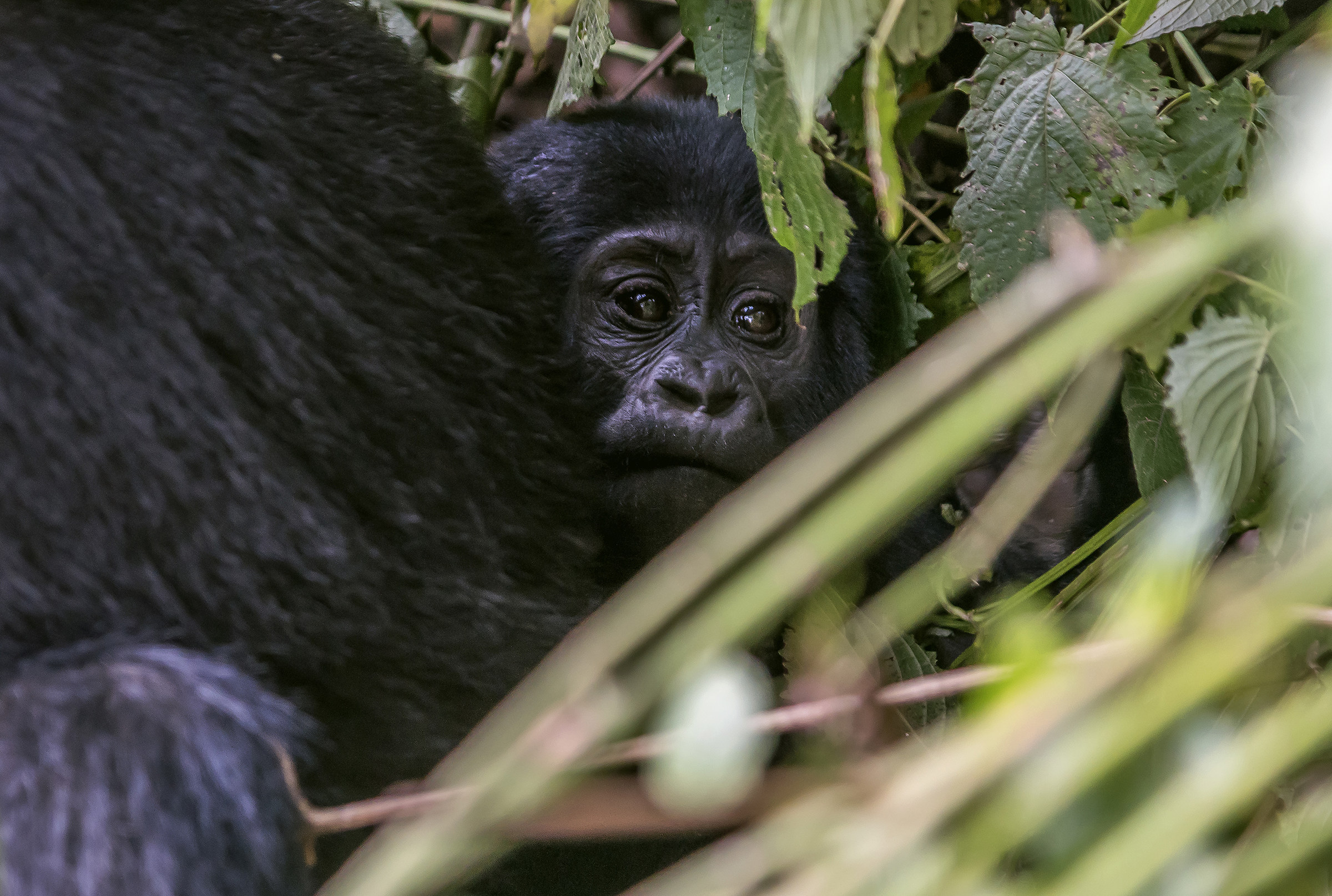 Gorillas - Bwindi Forest, UGANDA