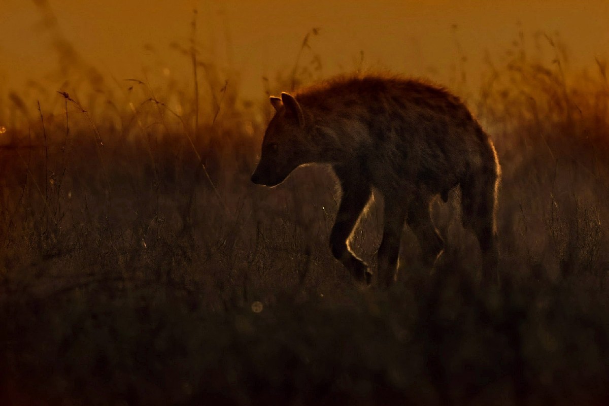 The sunrise of hyena