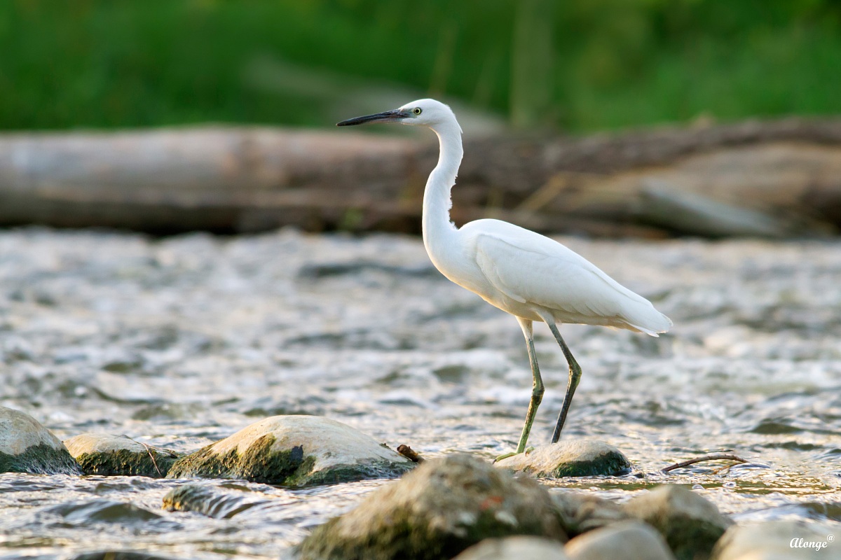Egret