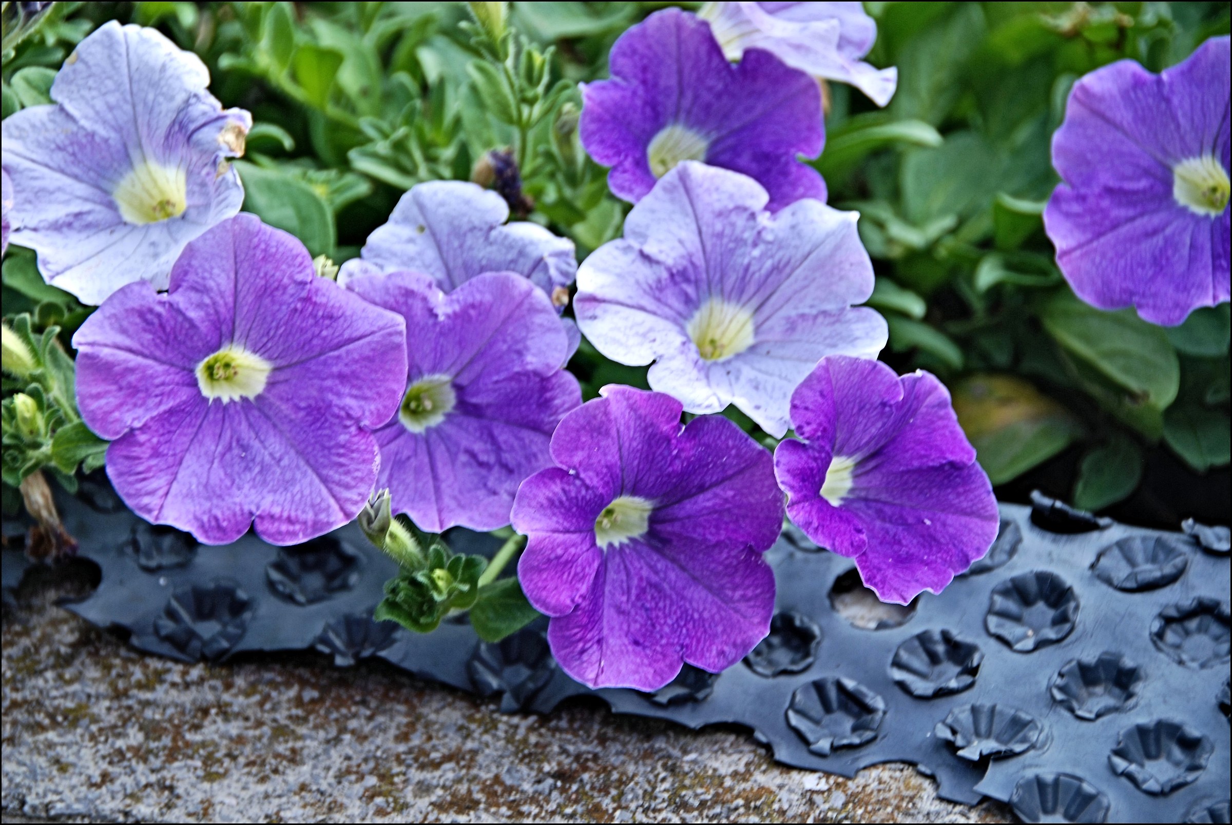 Multiple purple shades