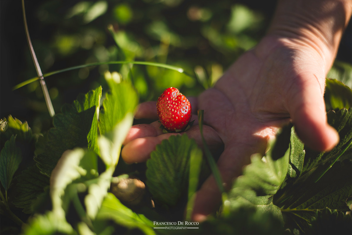 Orto pubblico nel Parco Urbano di Aguzzano - RM