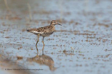 Calidris acuminata