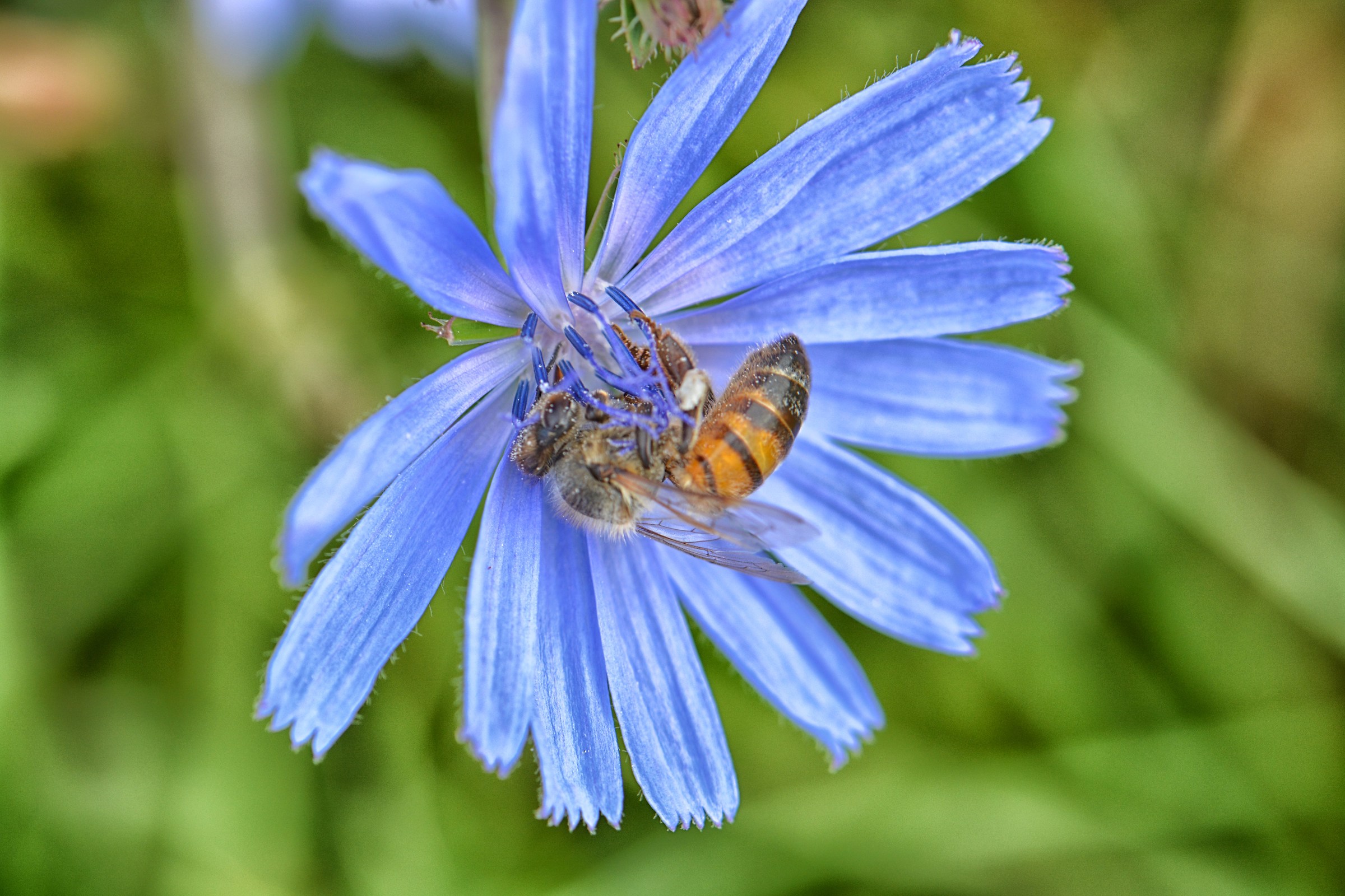 ape abbracciata al fiore