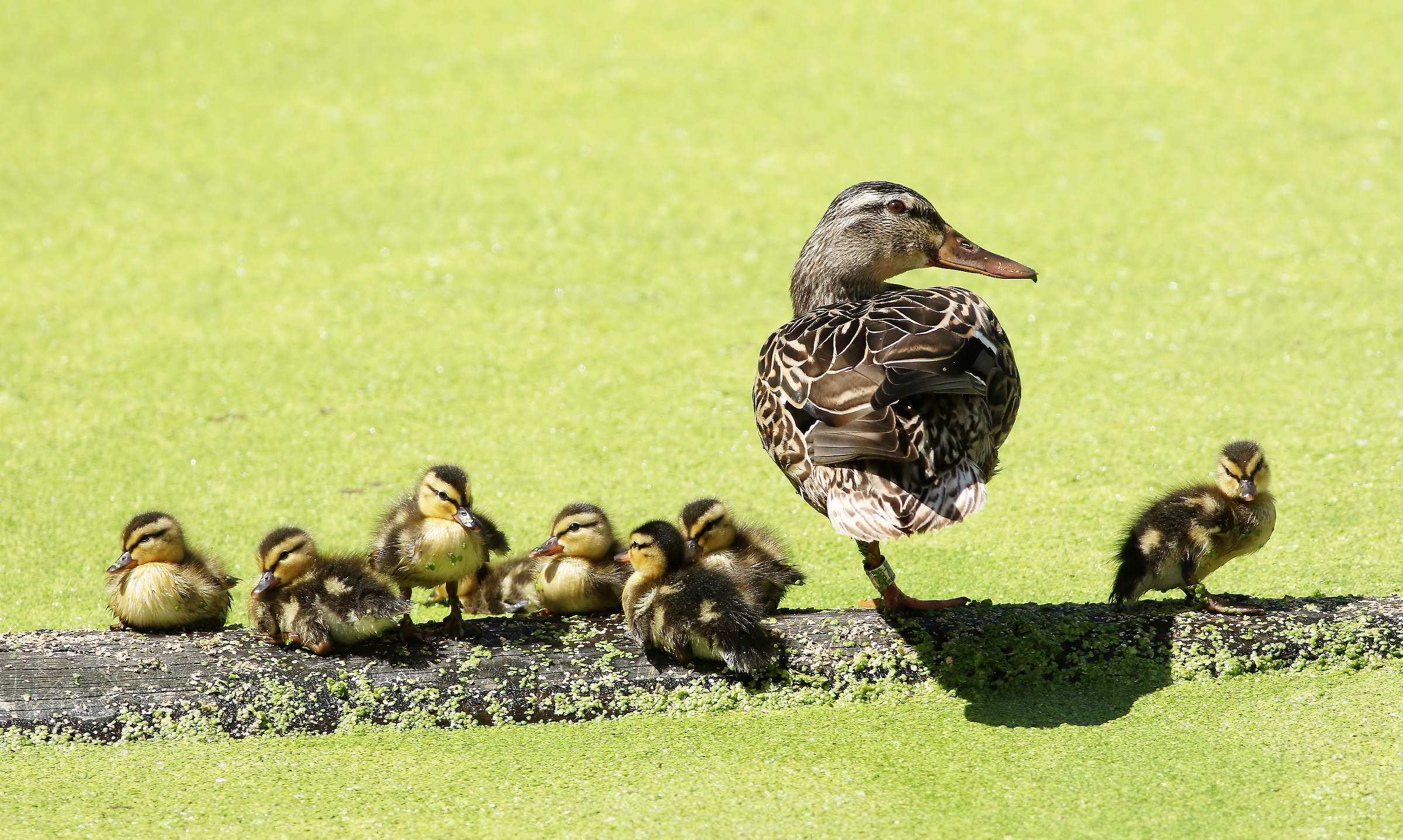 Riunione di famiglia