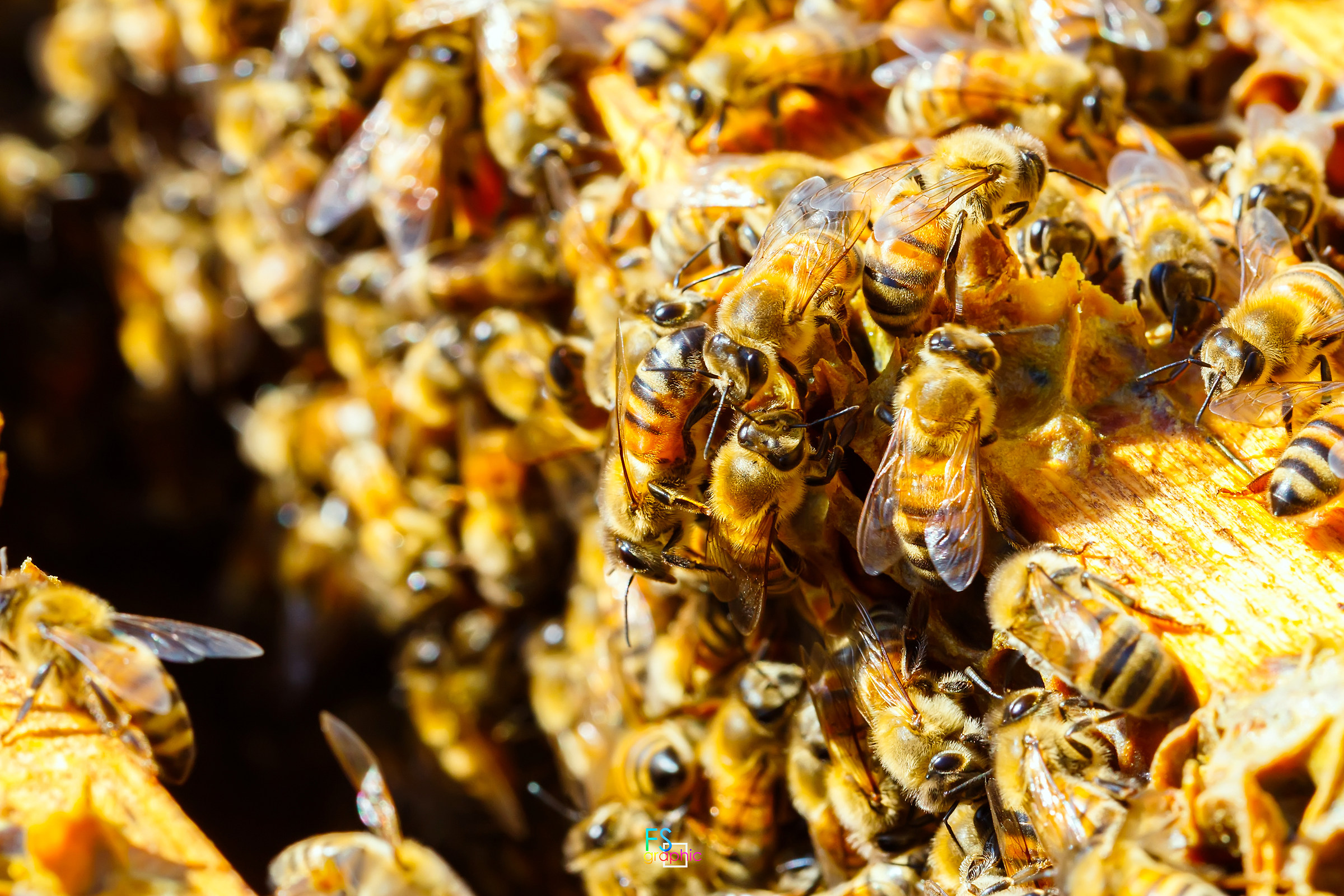 Agitazione da Smielatura