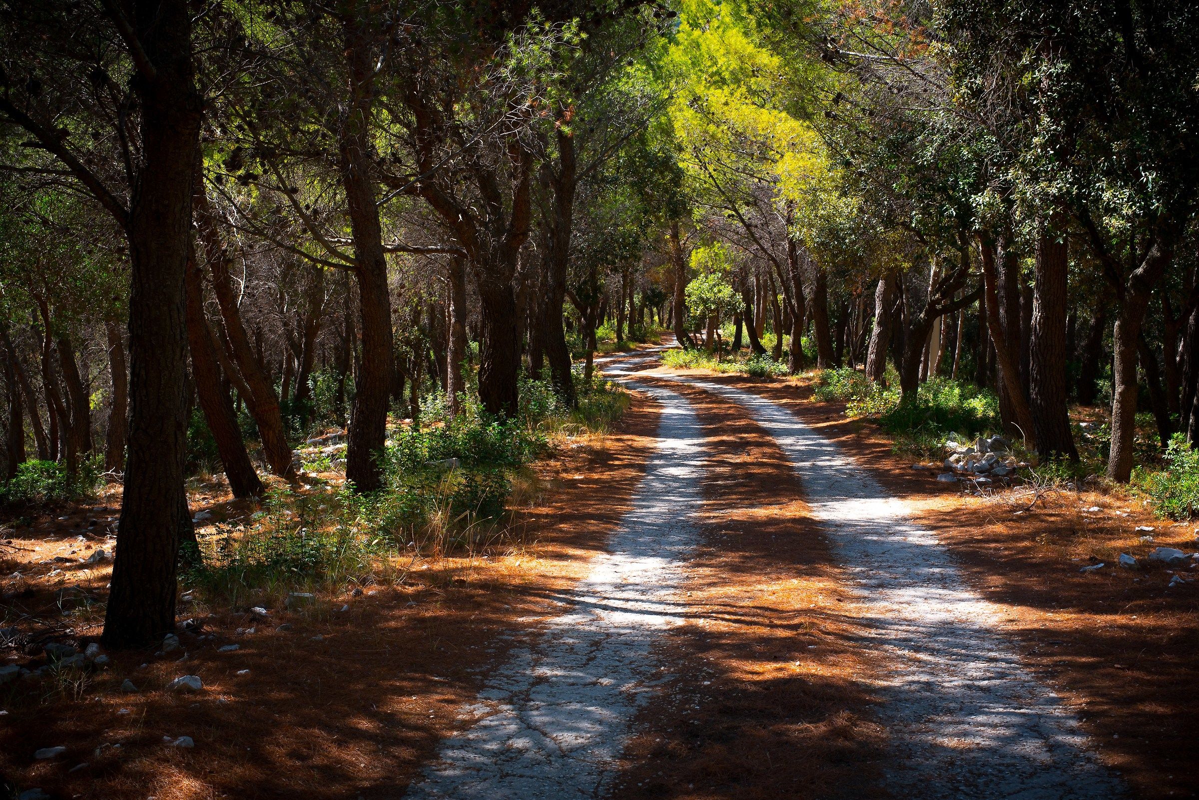 Pineta on the Gargano