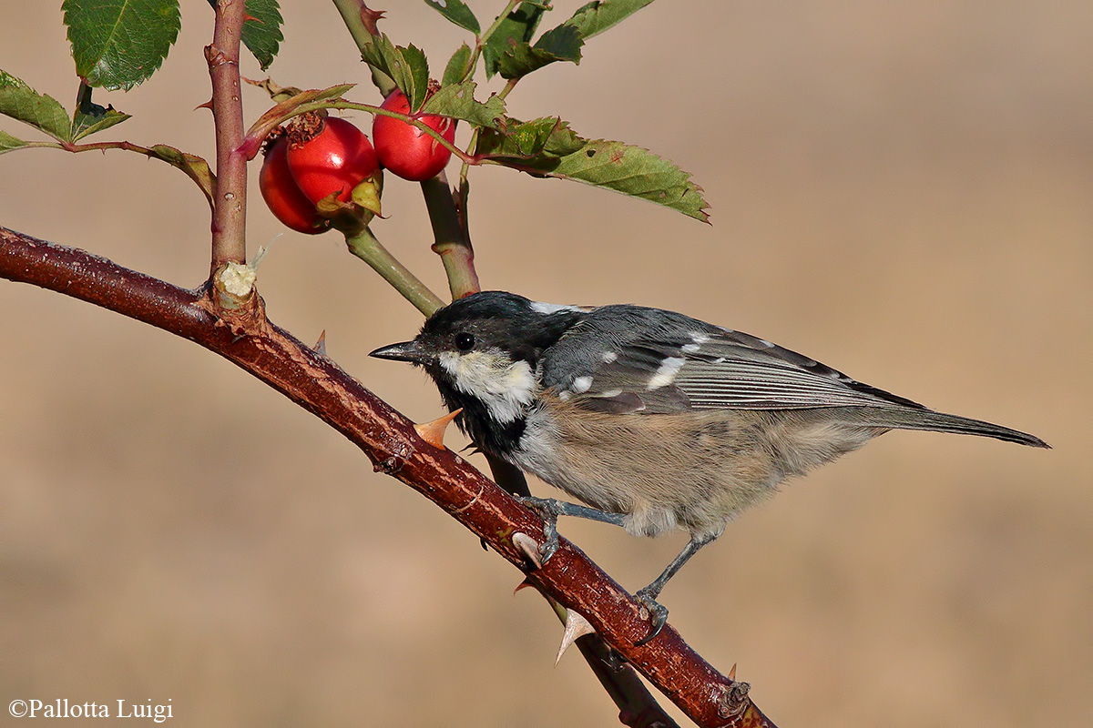 Cincia mora (Parus ater)