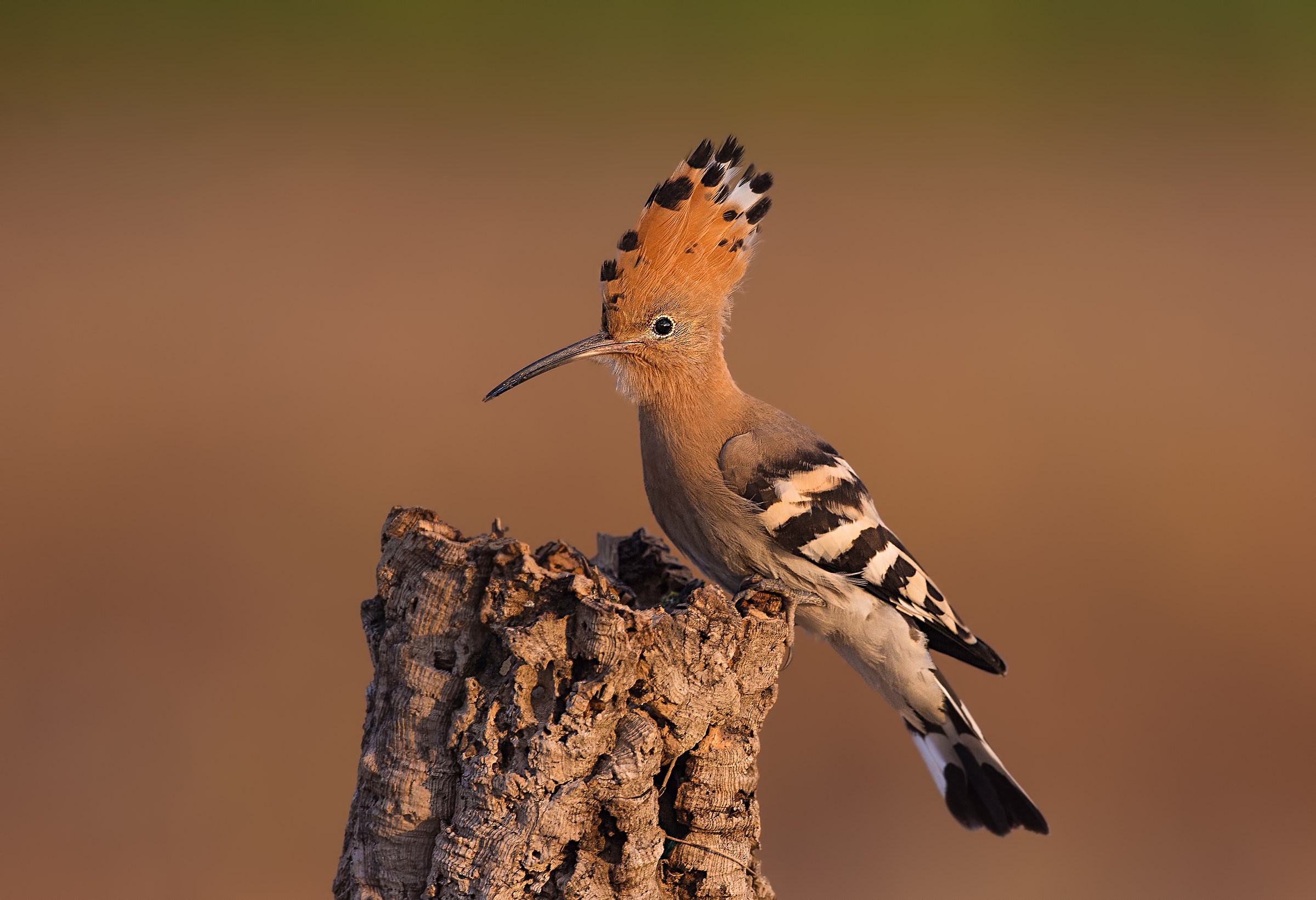 upupa alle prime luci