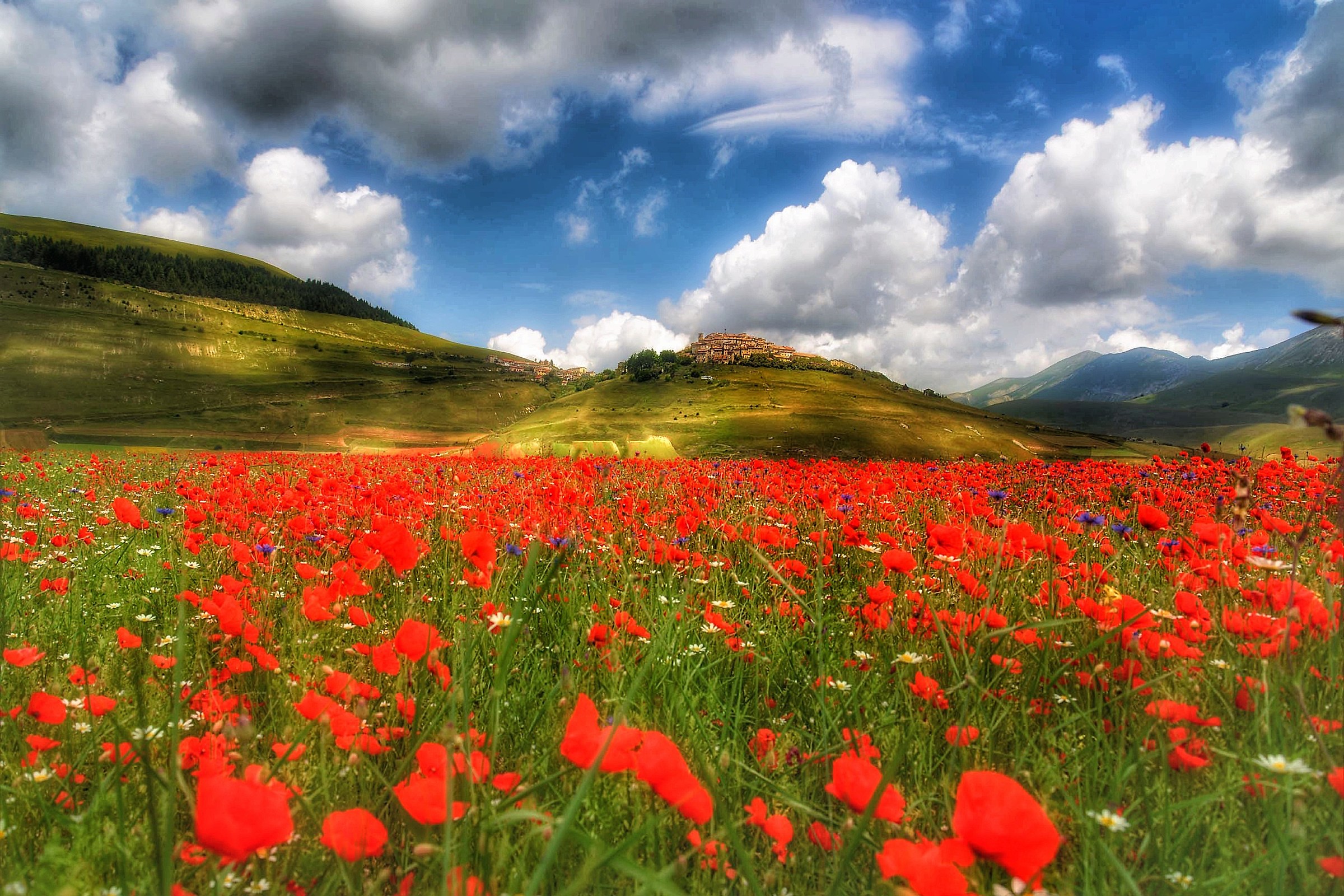 Summer flowering in Castelluccio di Norcia