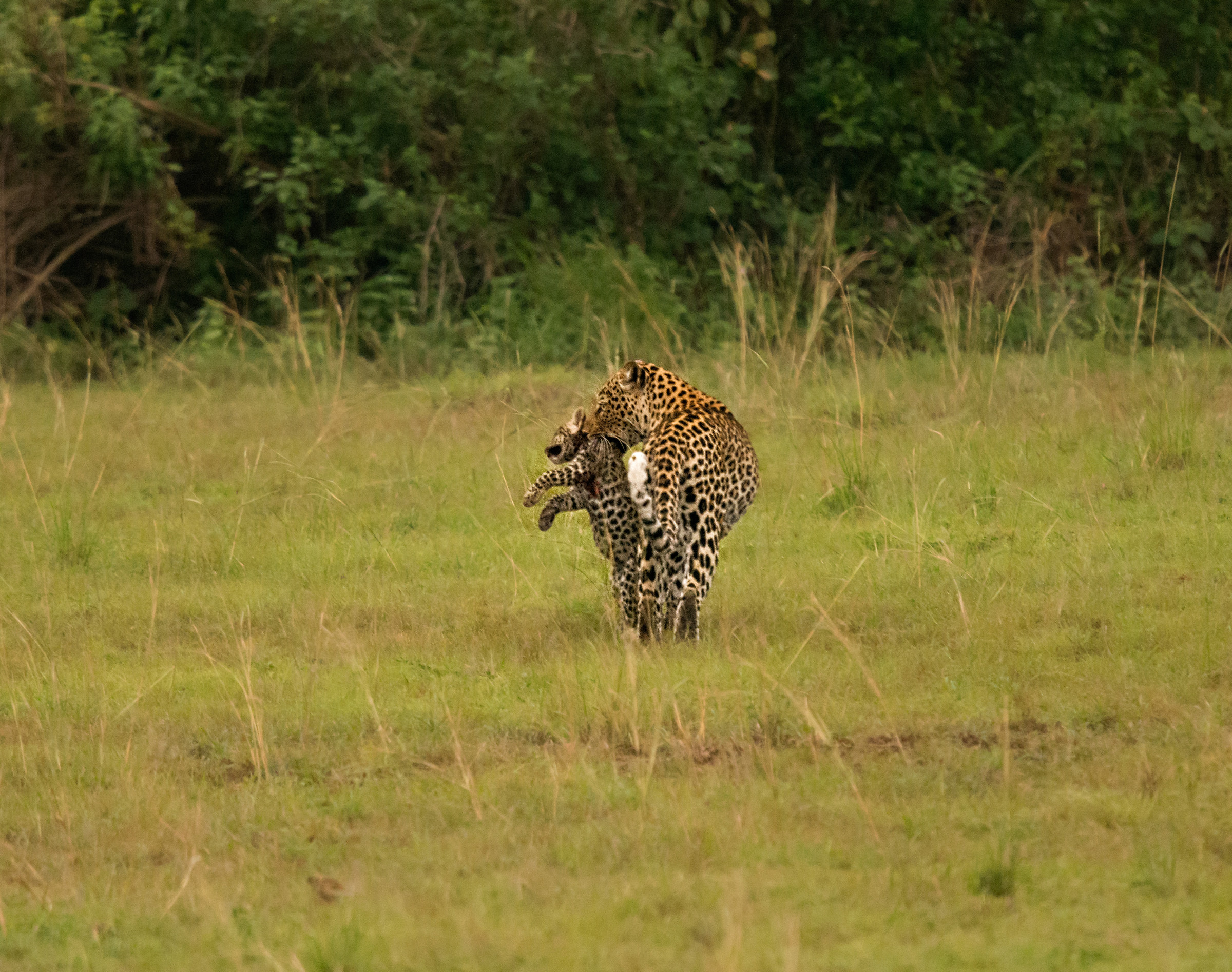 Leopardo con piccolo