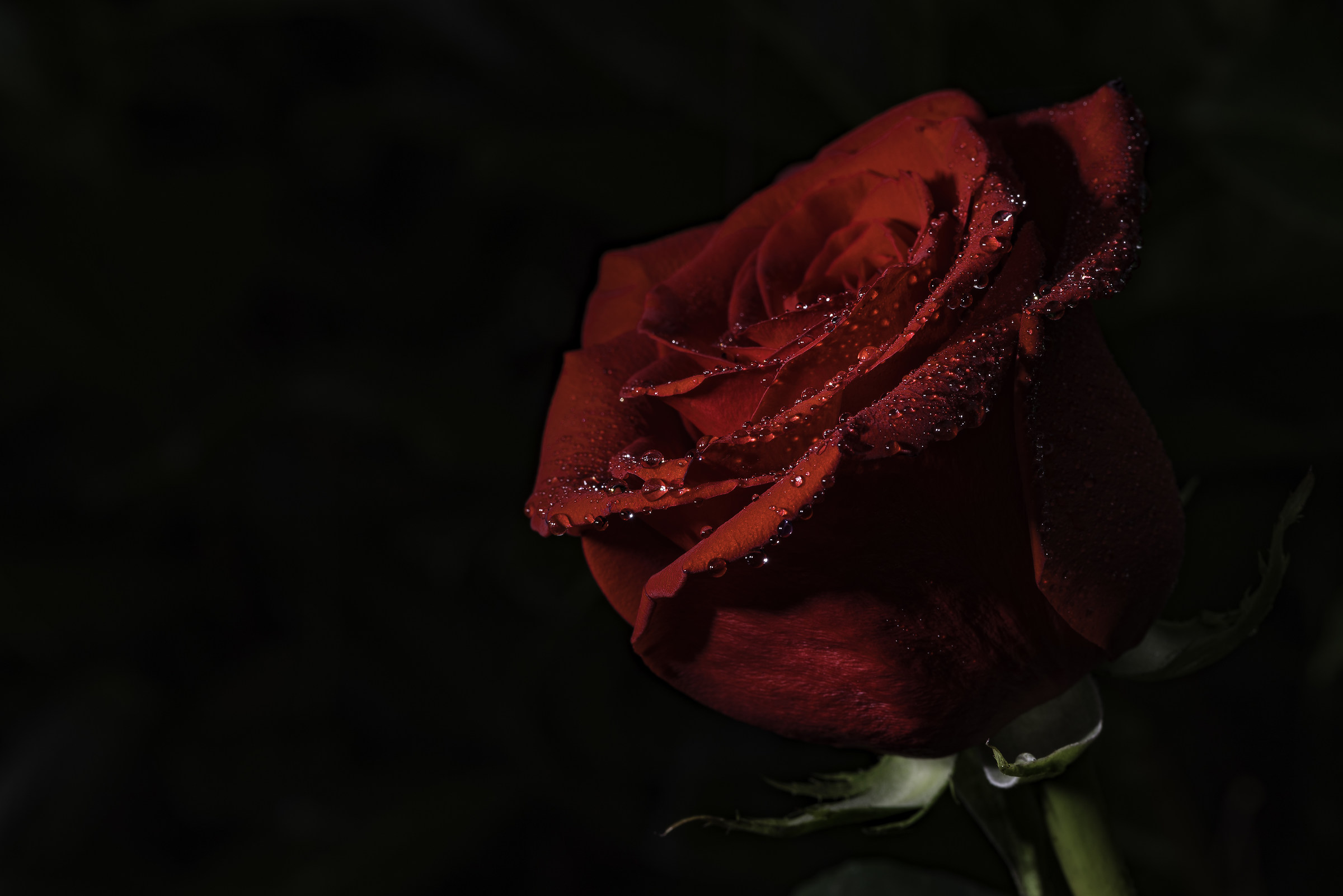 Red rose