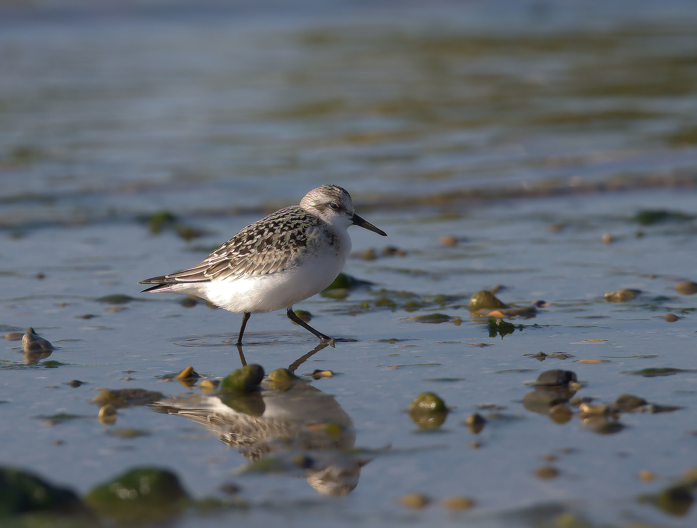 Piovanello tridattilo