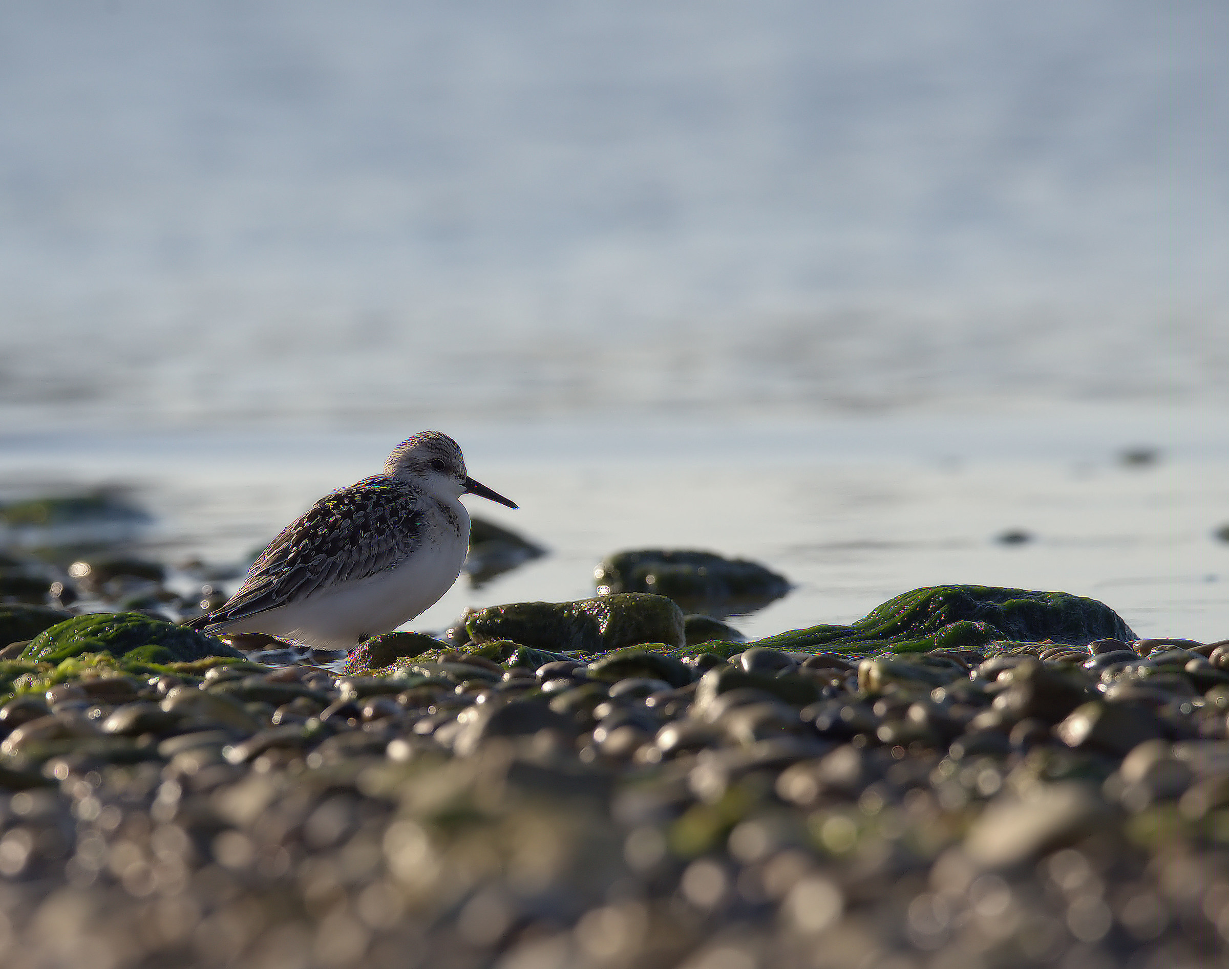 Piovanello tridattilo