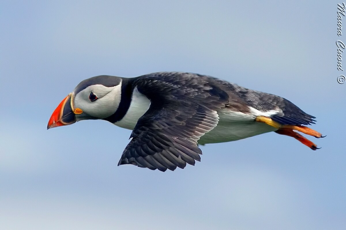 Puffin: "Suspended"