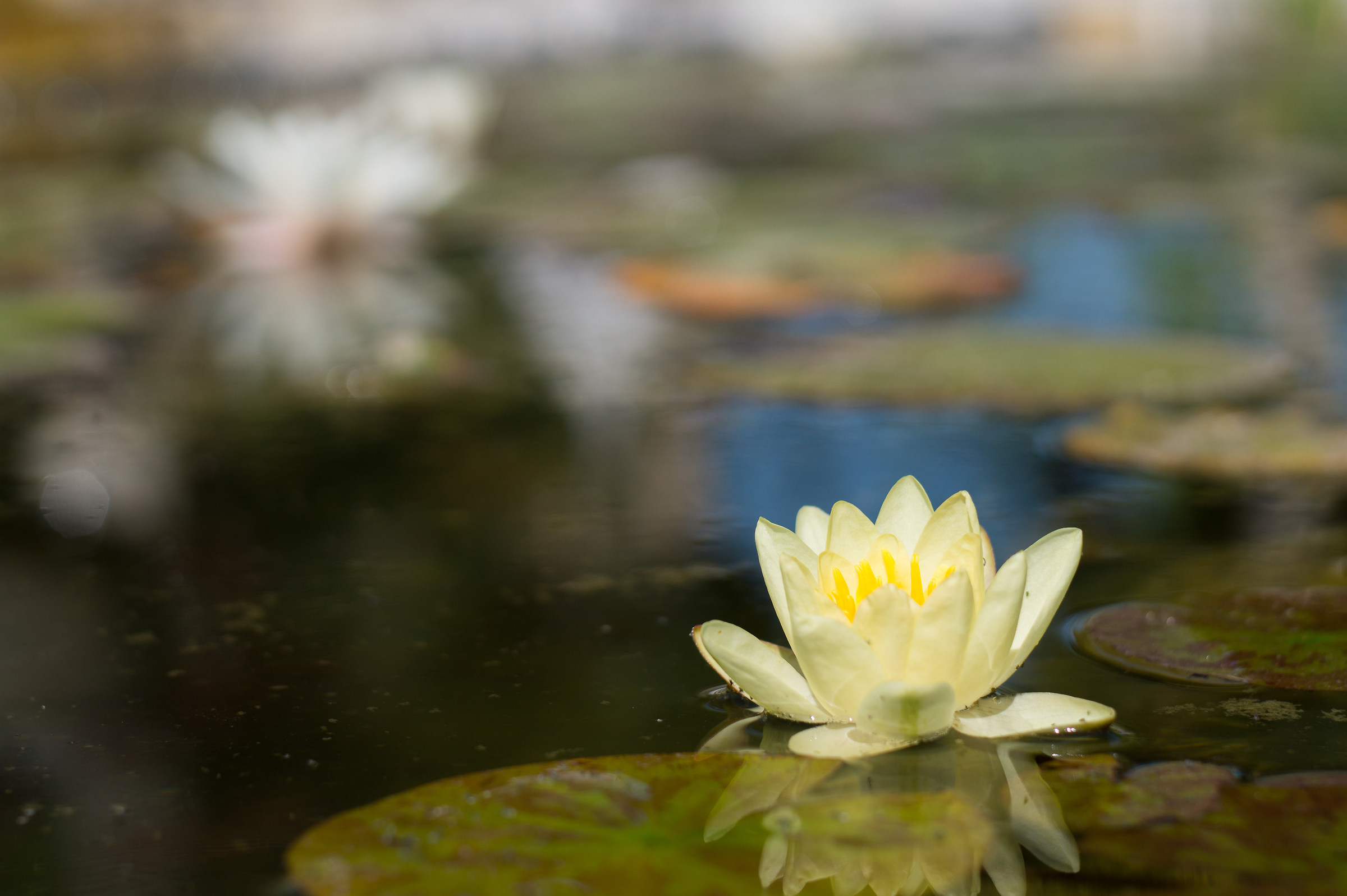 Waterlily