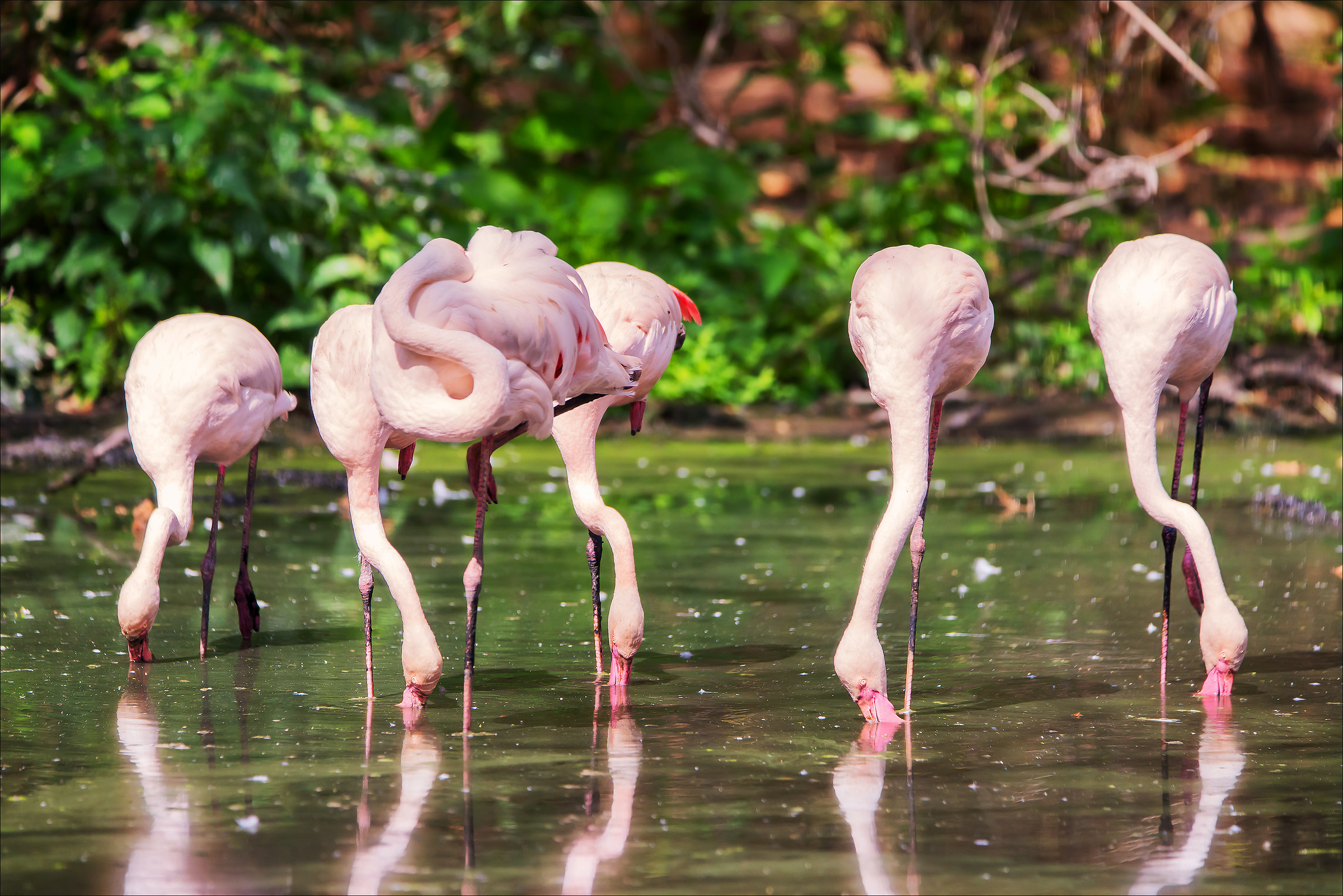 " Chi dorme non piglia pesci... "