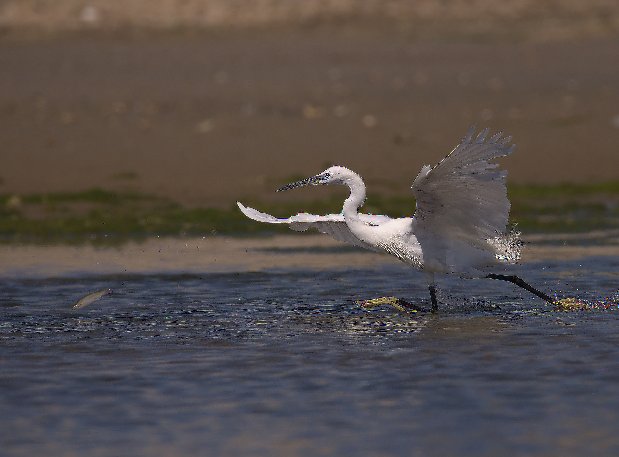 Garzetta pursuing a fish