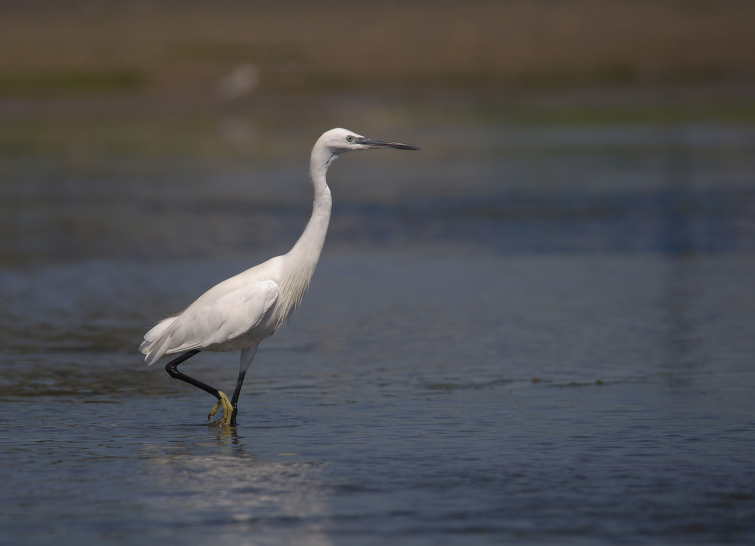 Egret