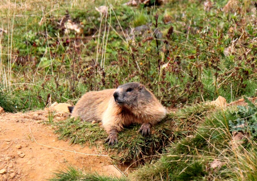 Marmot on Pasubio