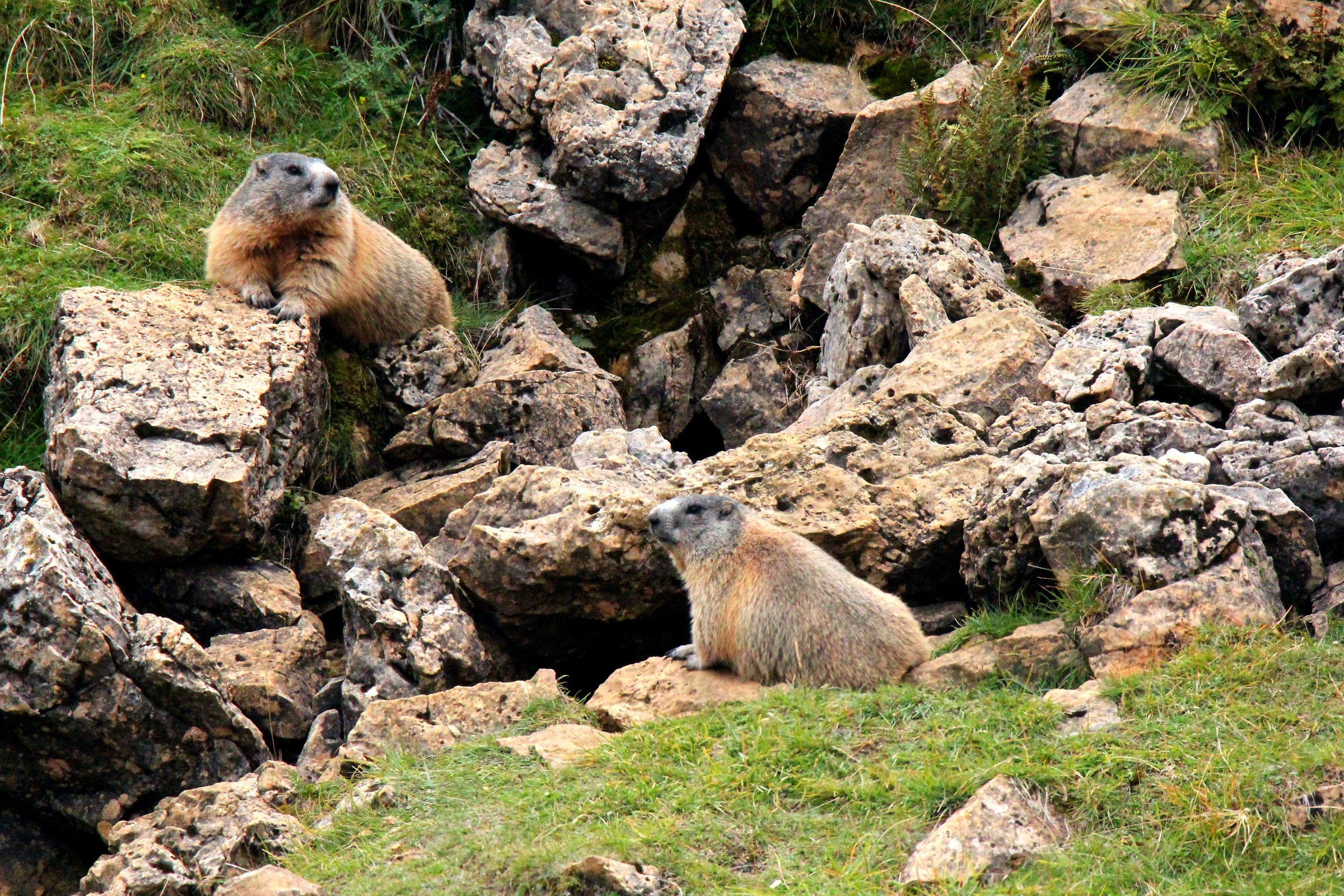 Tarn of marmots