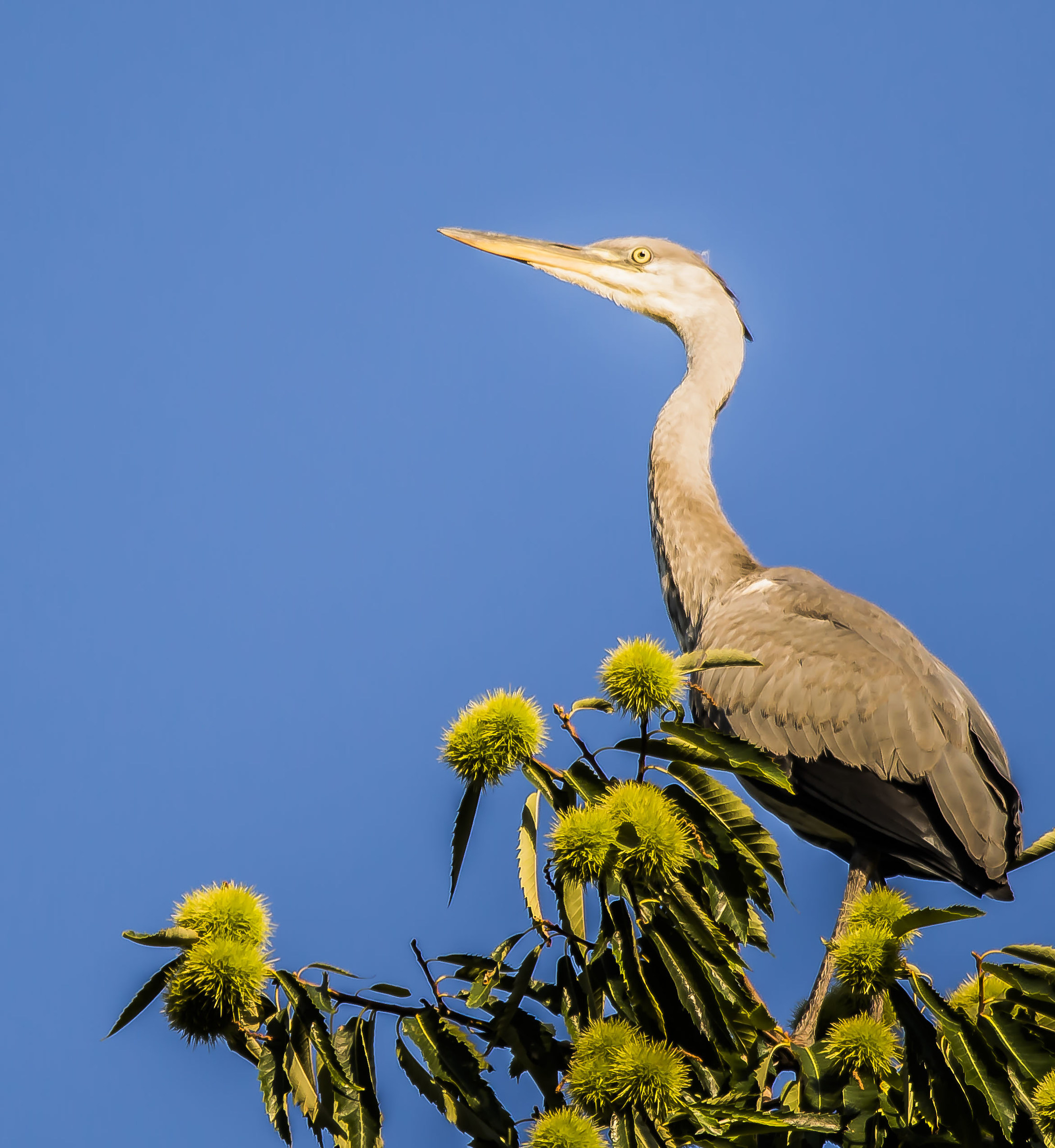 brown heron