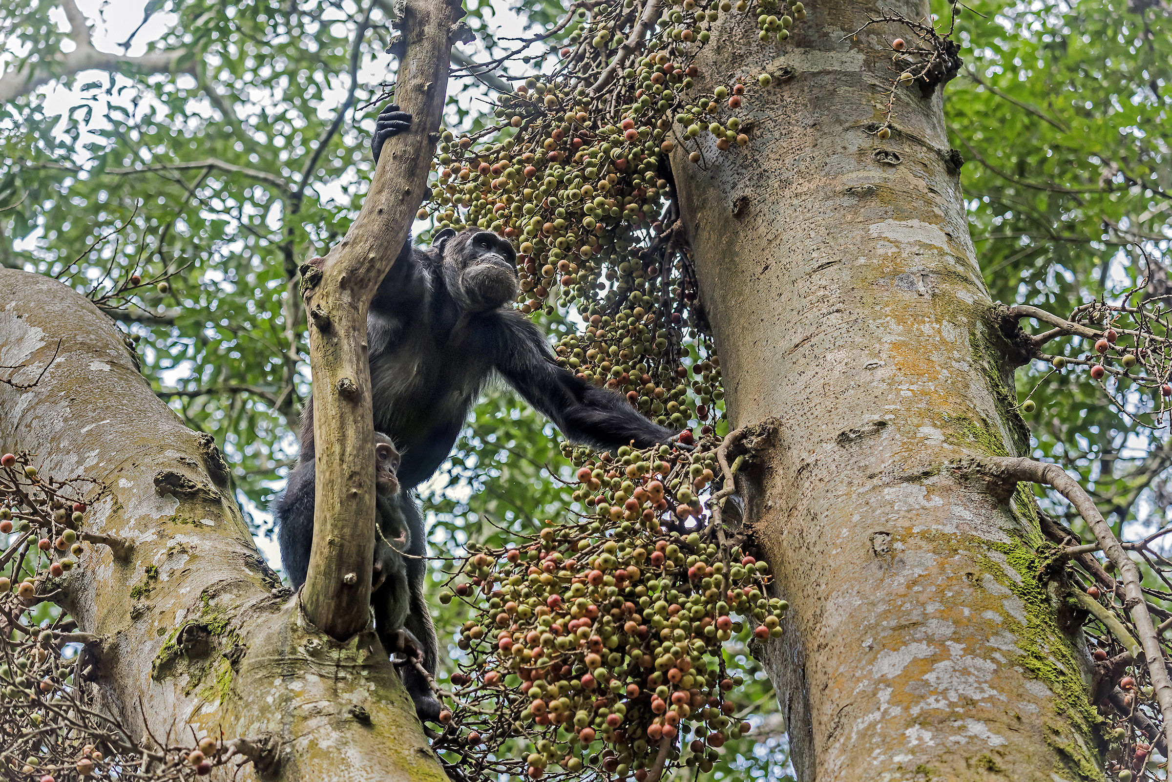 Chimpanzees' - Uganda