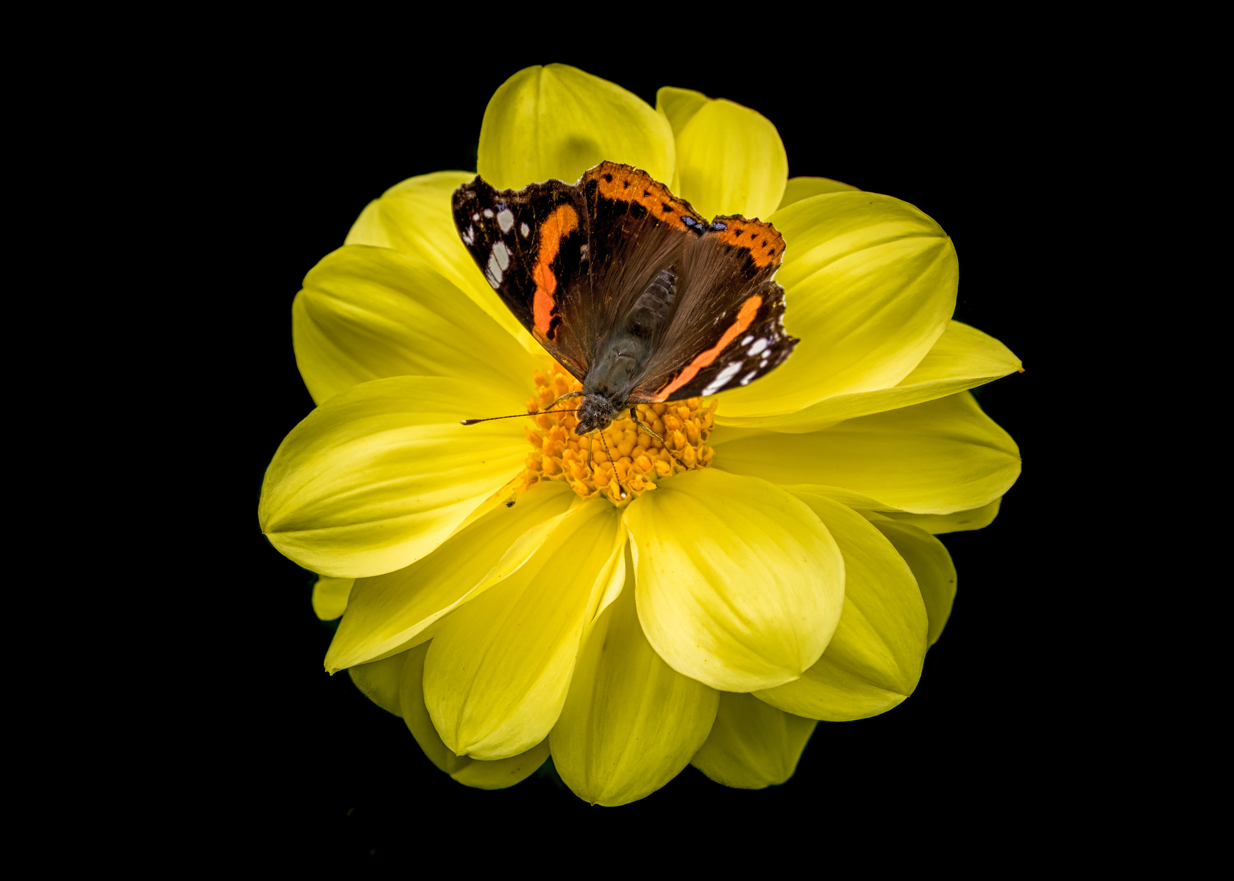 Red Admiral On A Dahlia