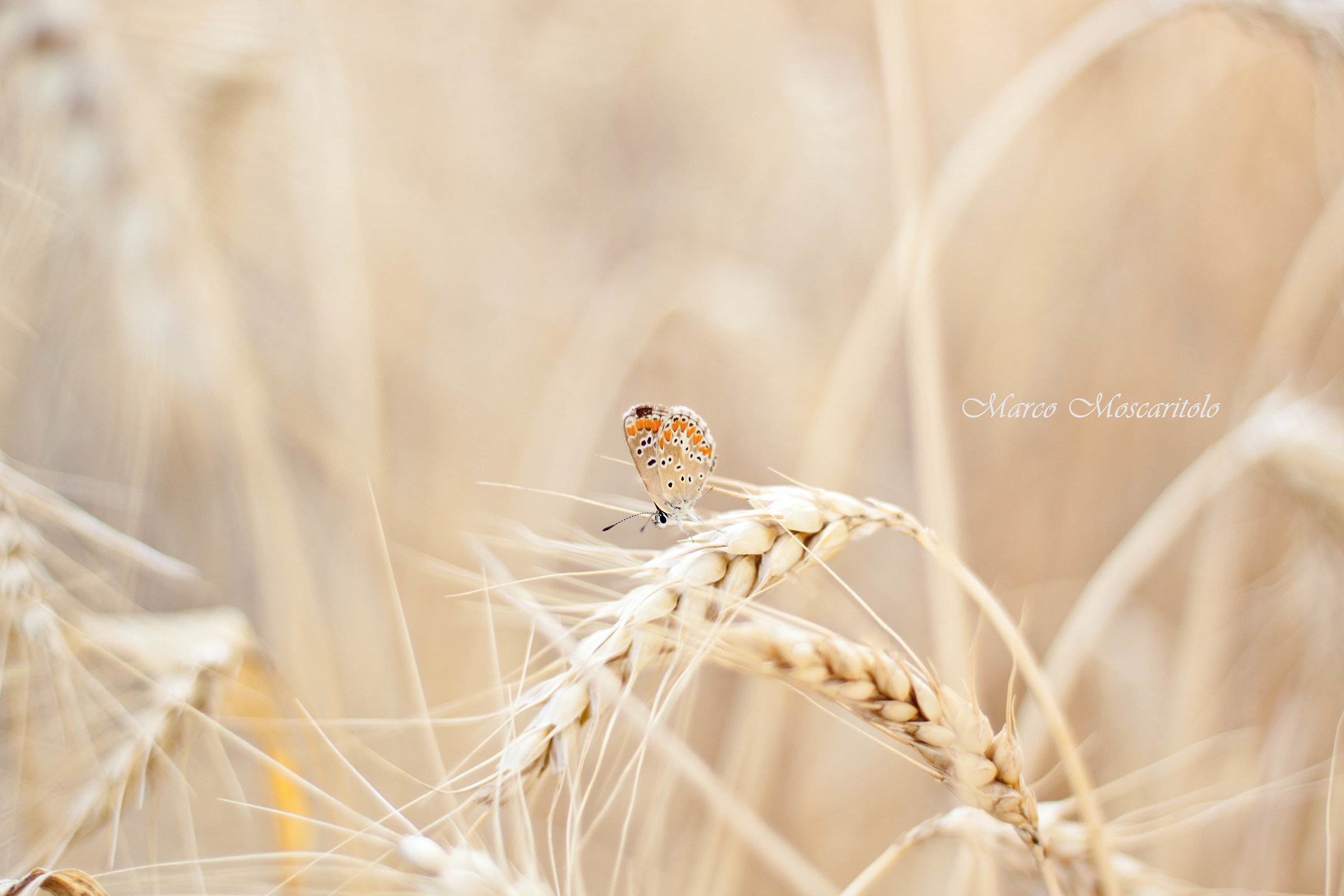 L'ultima spiga di grano