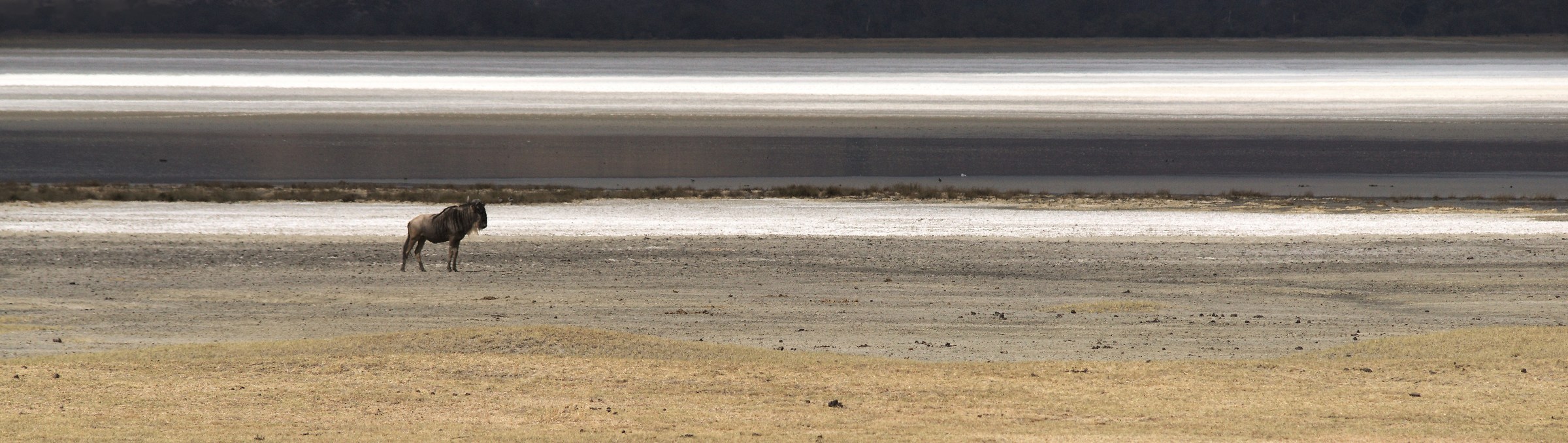 Gnu / cratere del Ngorongoro, Tanzania