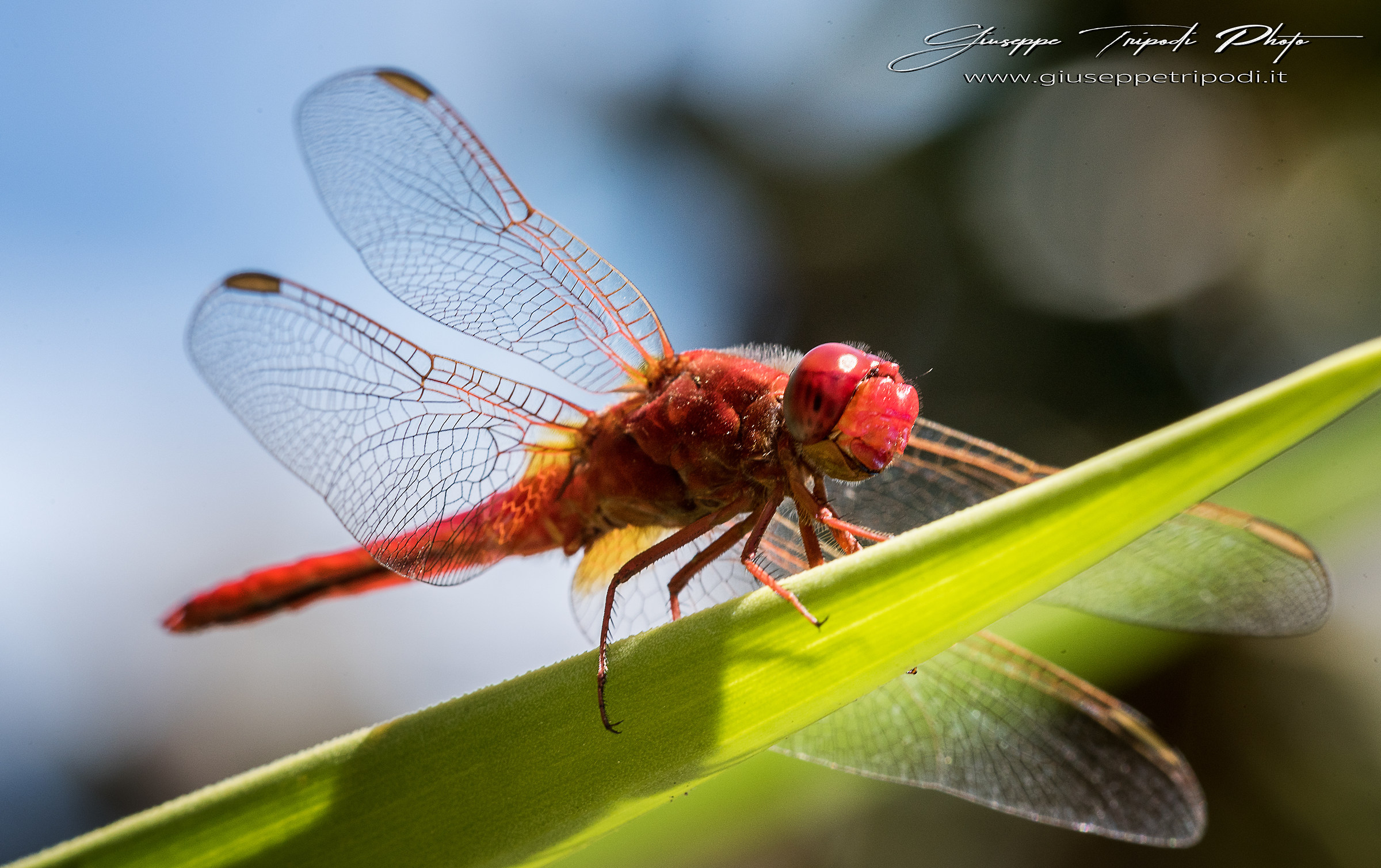 Libellula rossa...