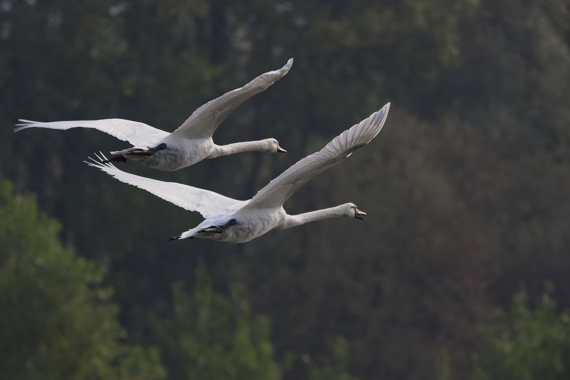 It's a planar flight