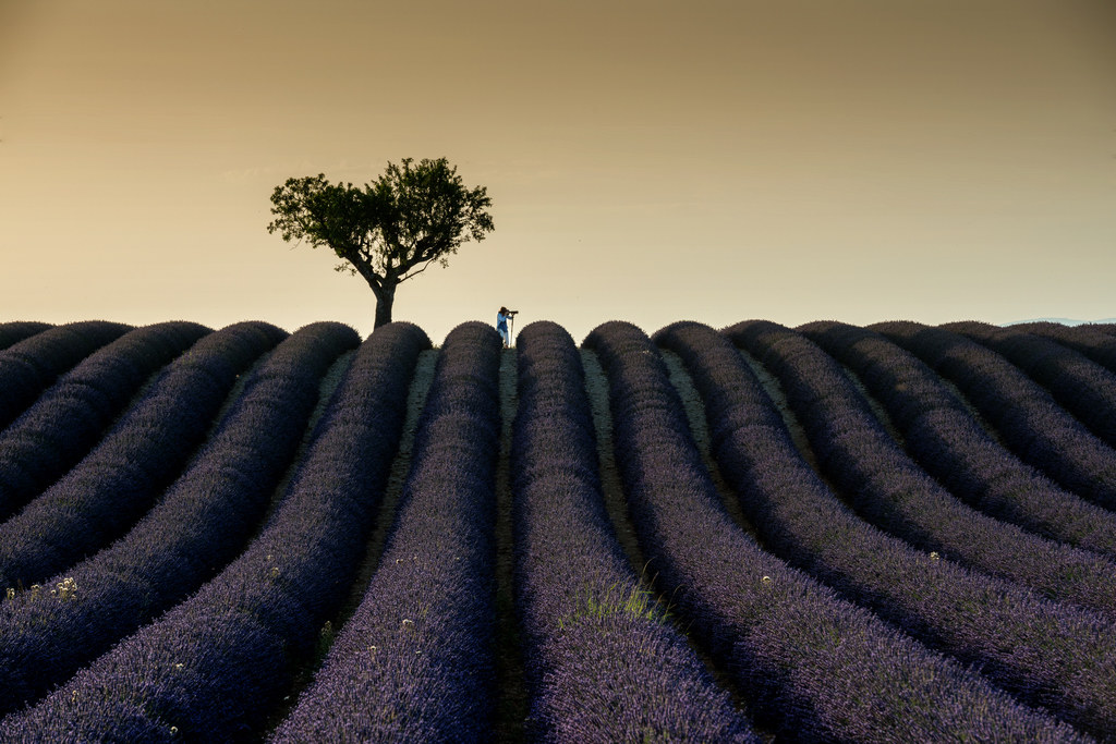 Caccia grossa a Valensole...