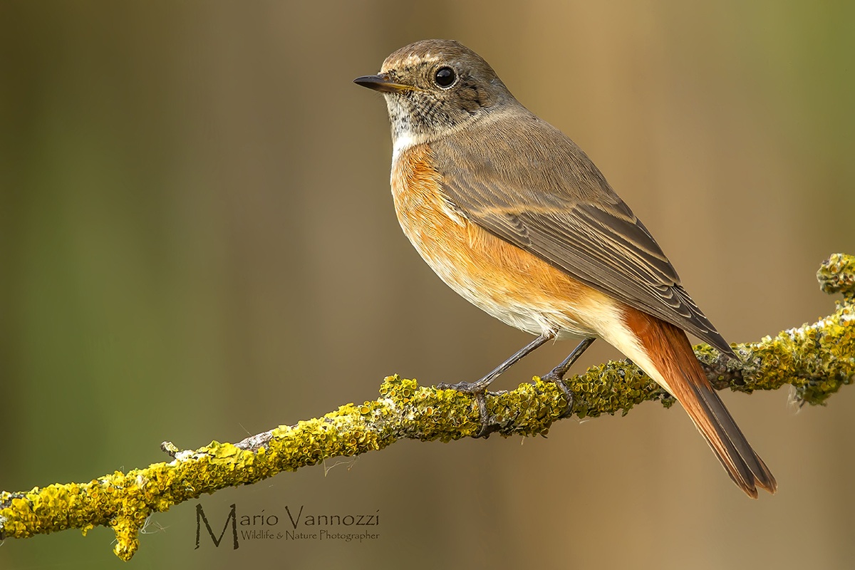 Redstart