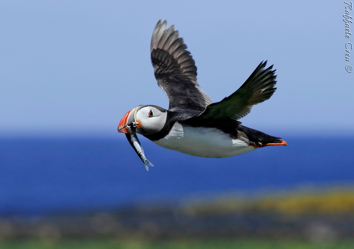 Puffin: Flight with Aringa
