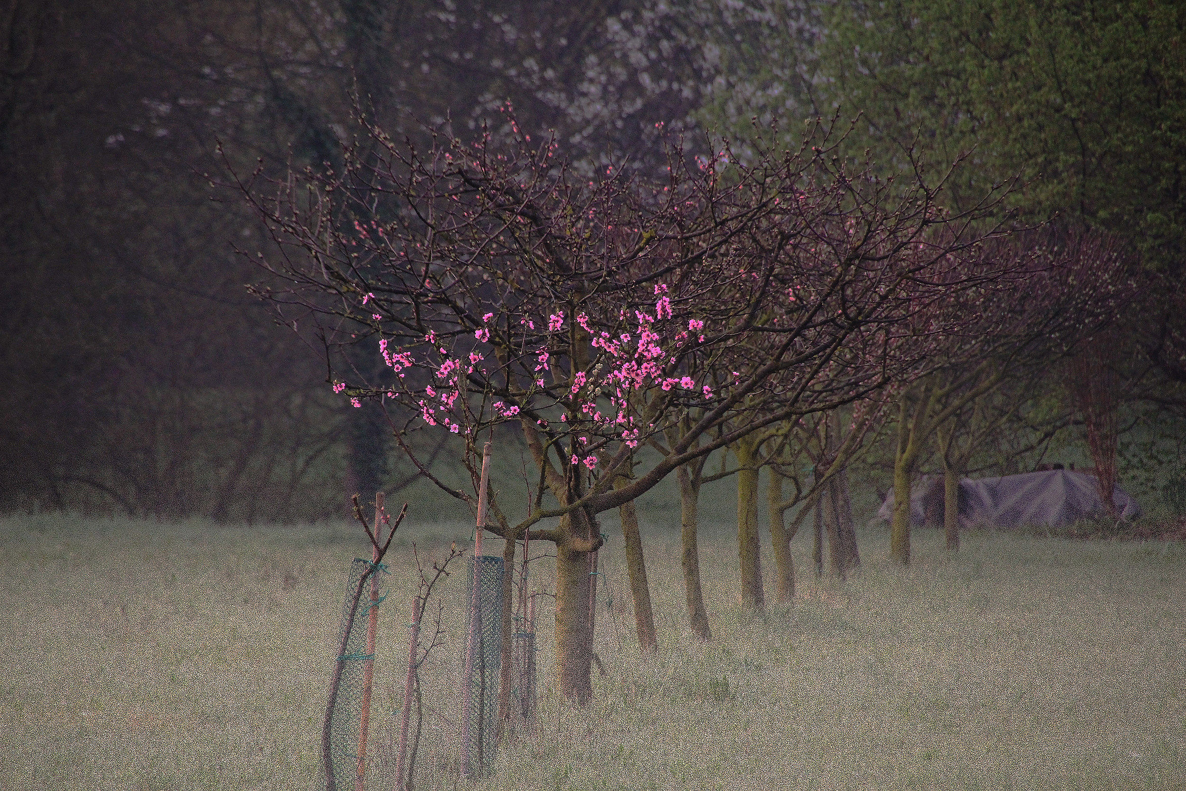 Un avviso di primavera