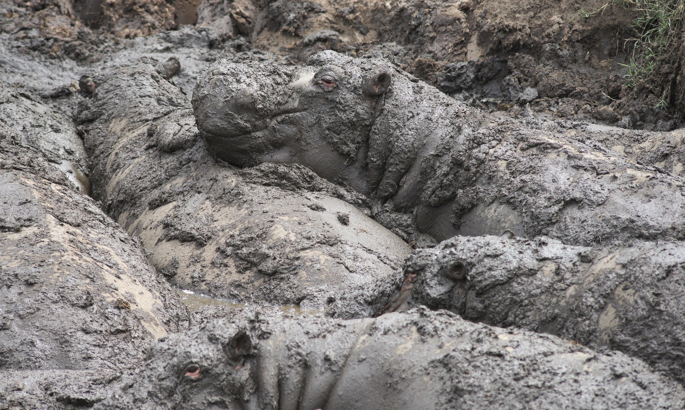 Se non piove siamo proprio nella... / parco Serengeti