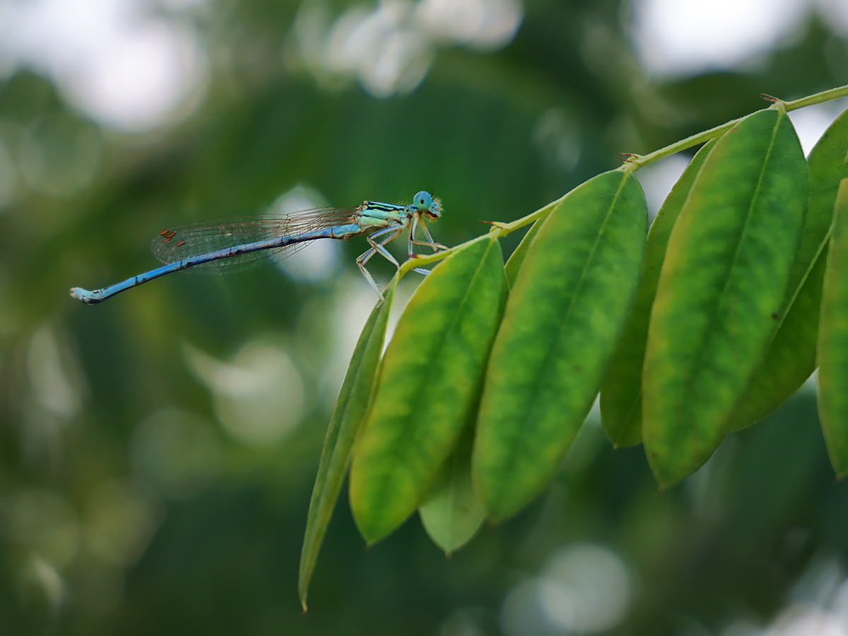 Dragonfly