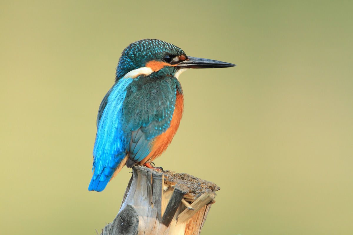 Blue, turquoise and orange