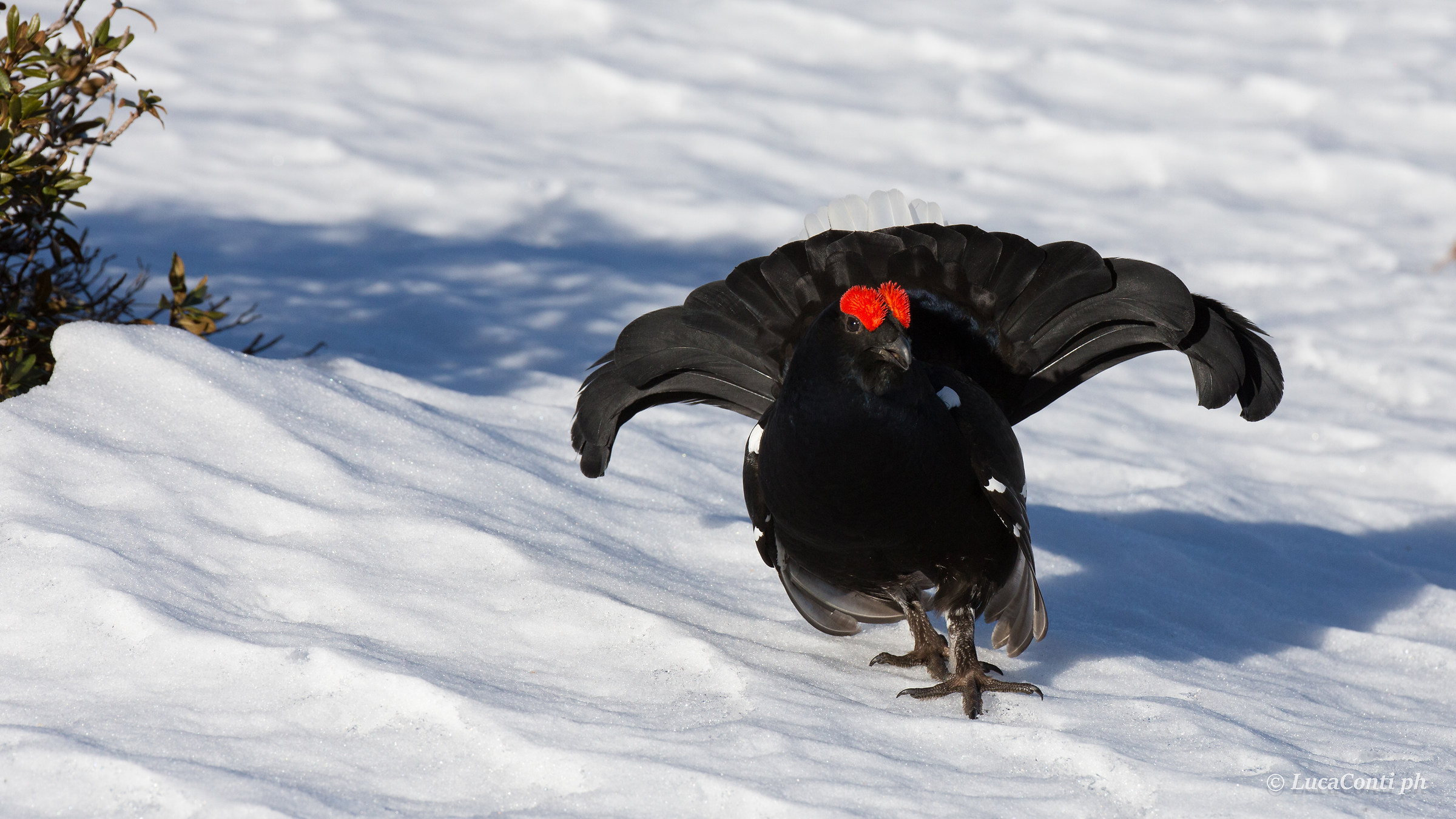 Gallo Forcello (Tetrao Tetrix)