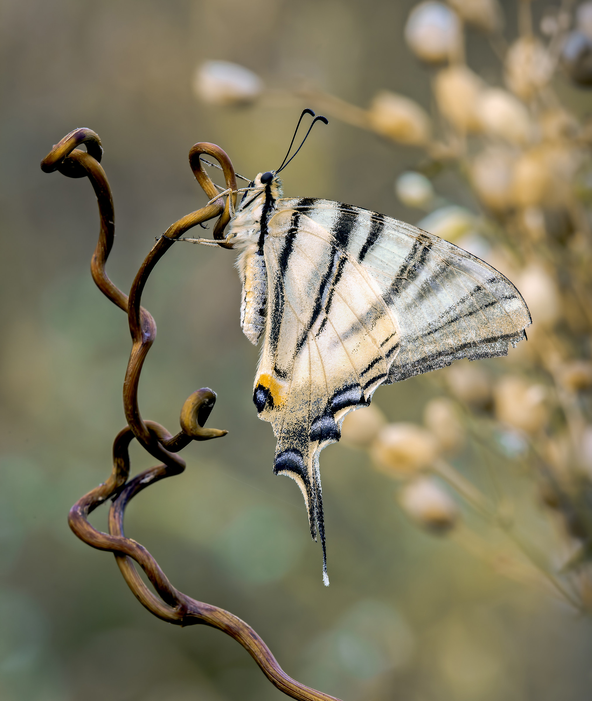Kissed by the first ray of sun (Iphiclides Podaliriu)
