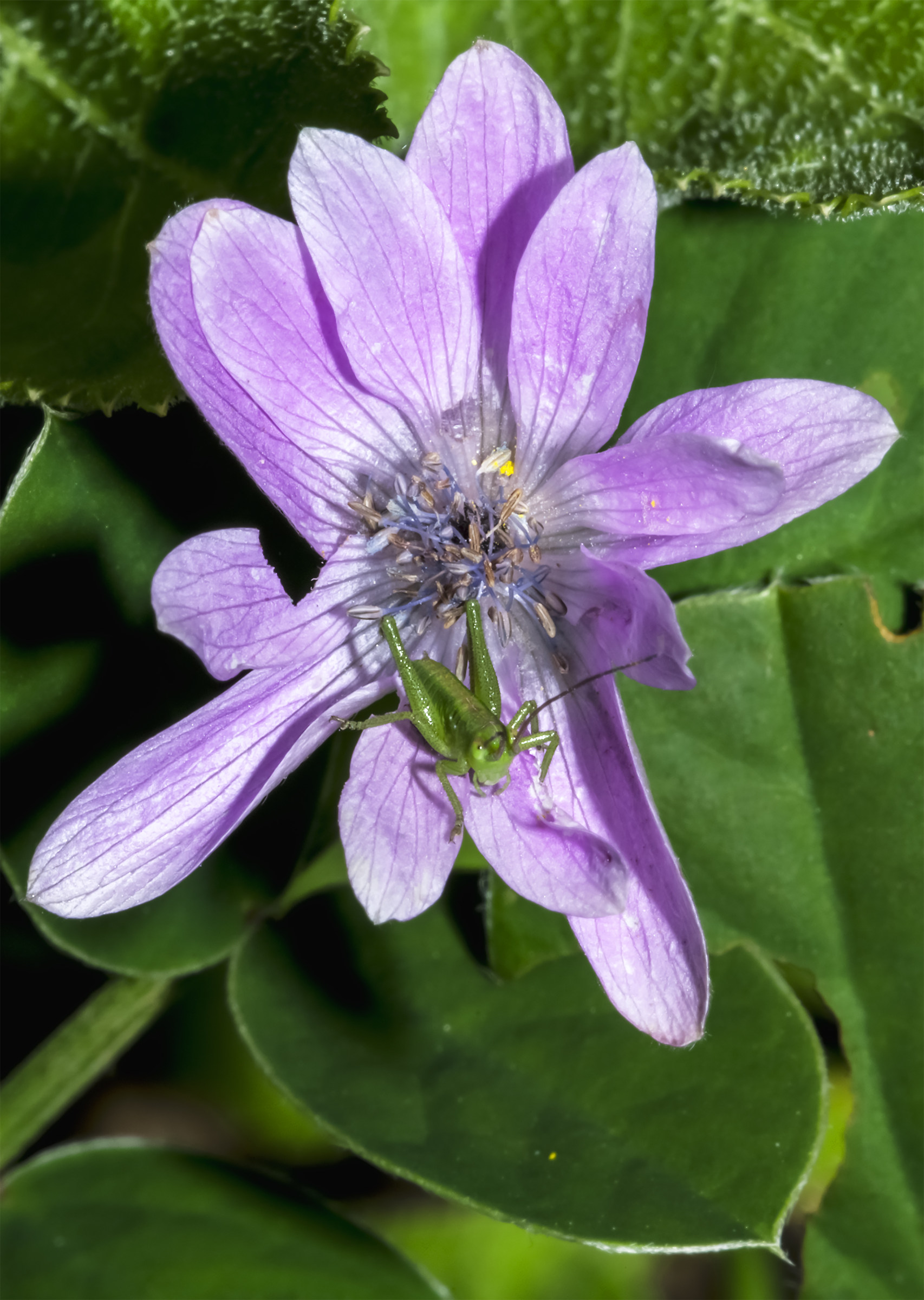 Without title
