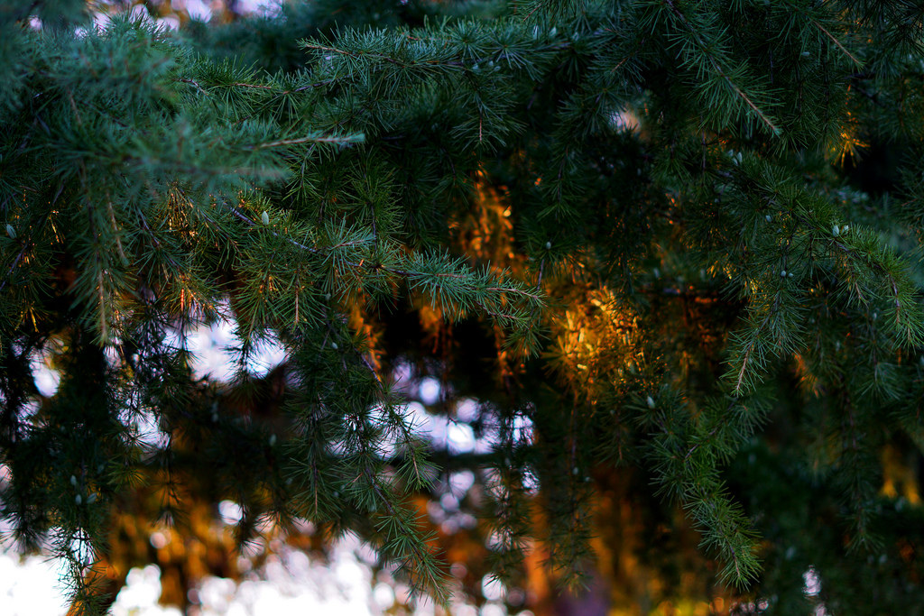 Sunset behind the Trees