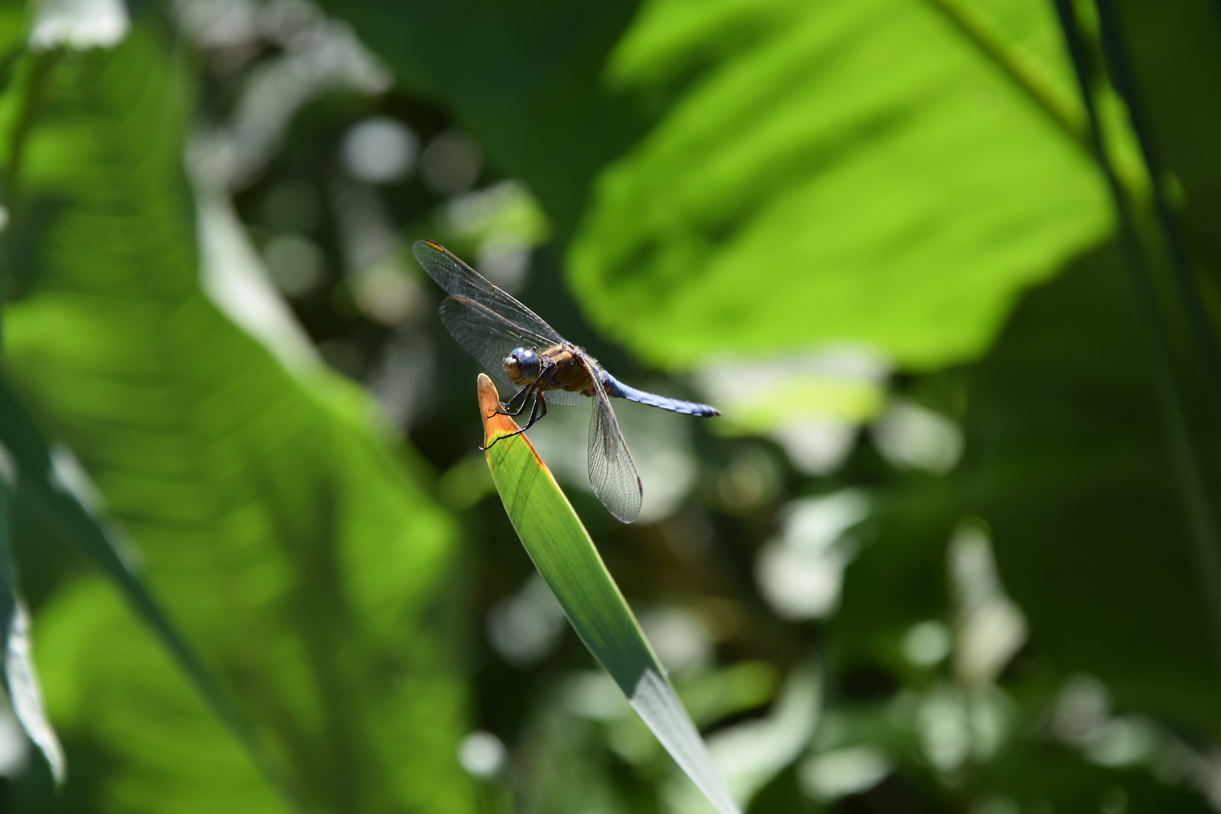 Dragonfly 2