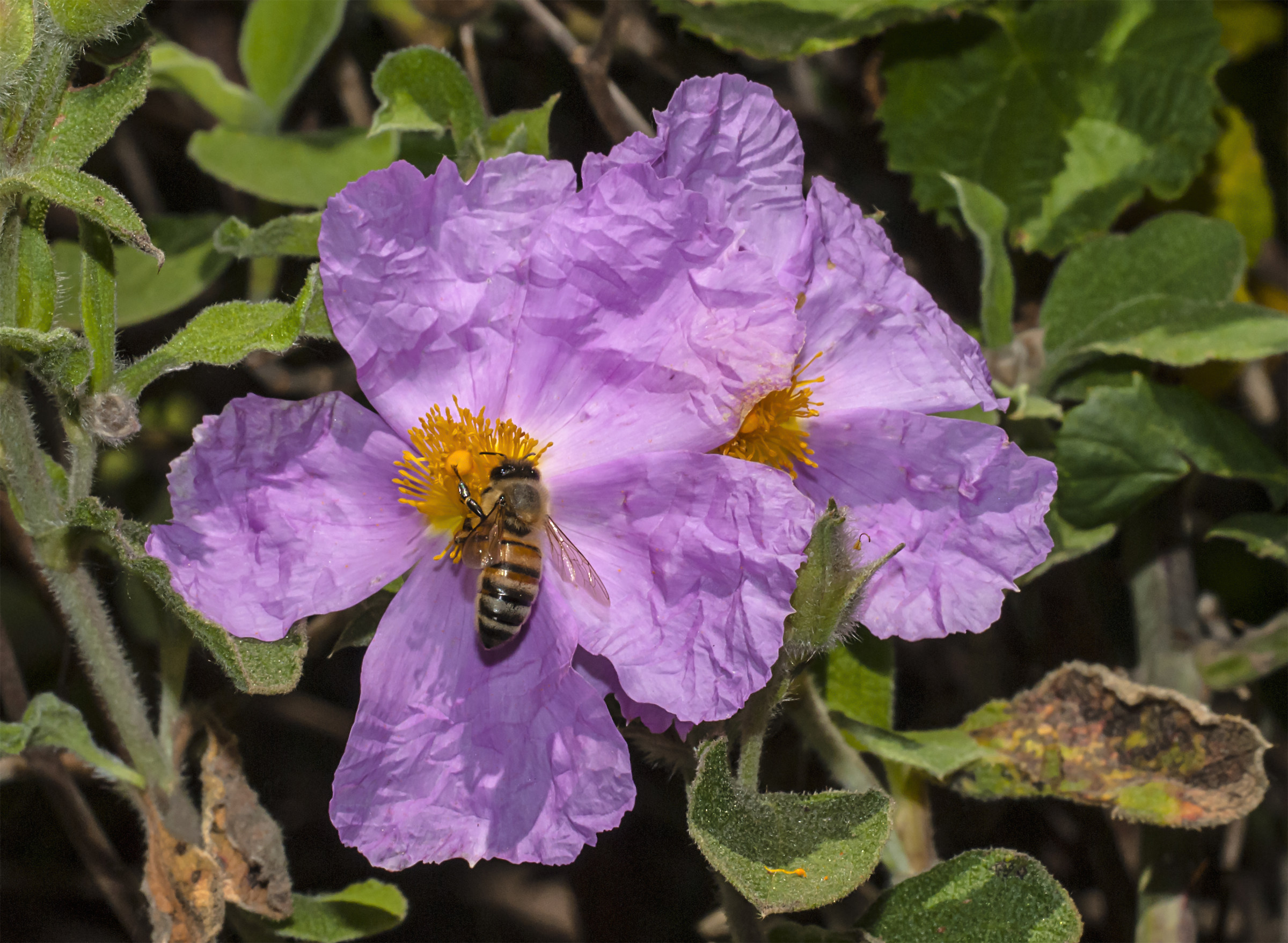 Apis mellifera