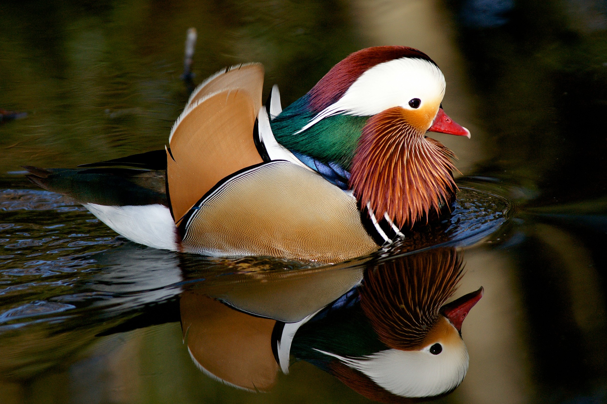 Mandarin duck - Stork Center Anatidae Racconigi