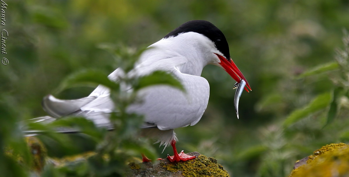 Artic tern with prey