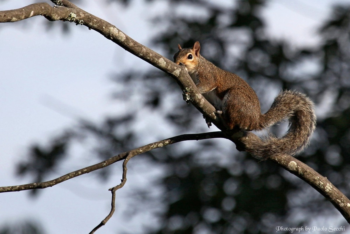 American red squirrel (Tamiasciurus hudsonicus)